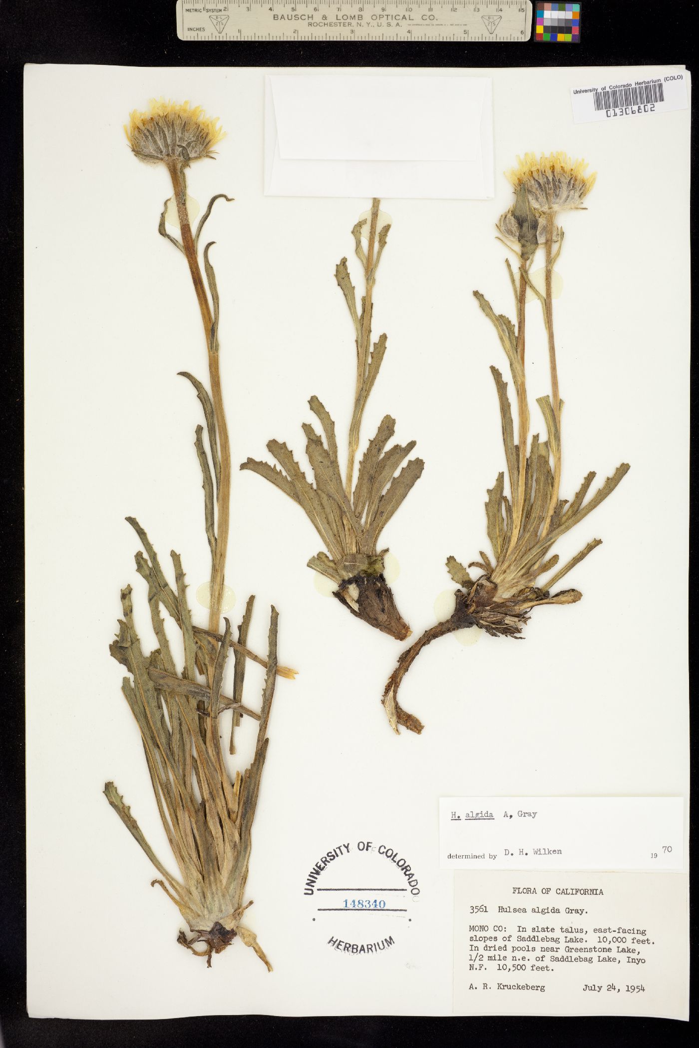 Hulsea algida image