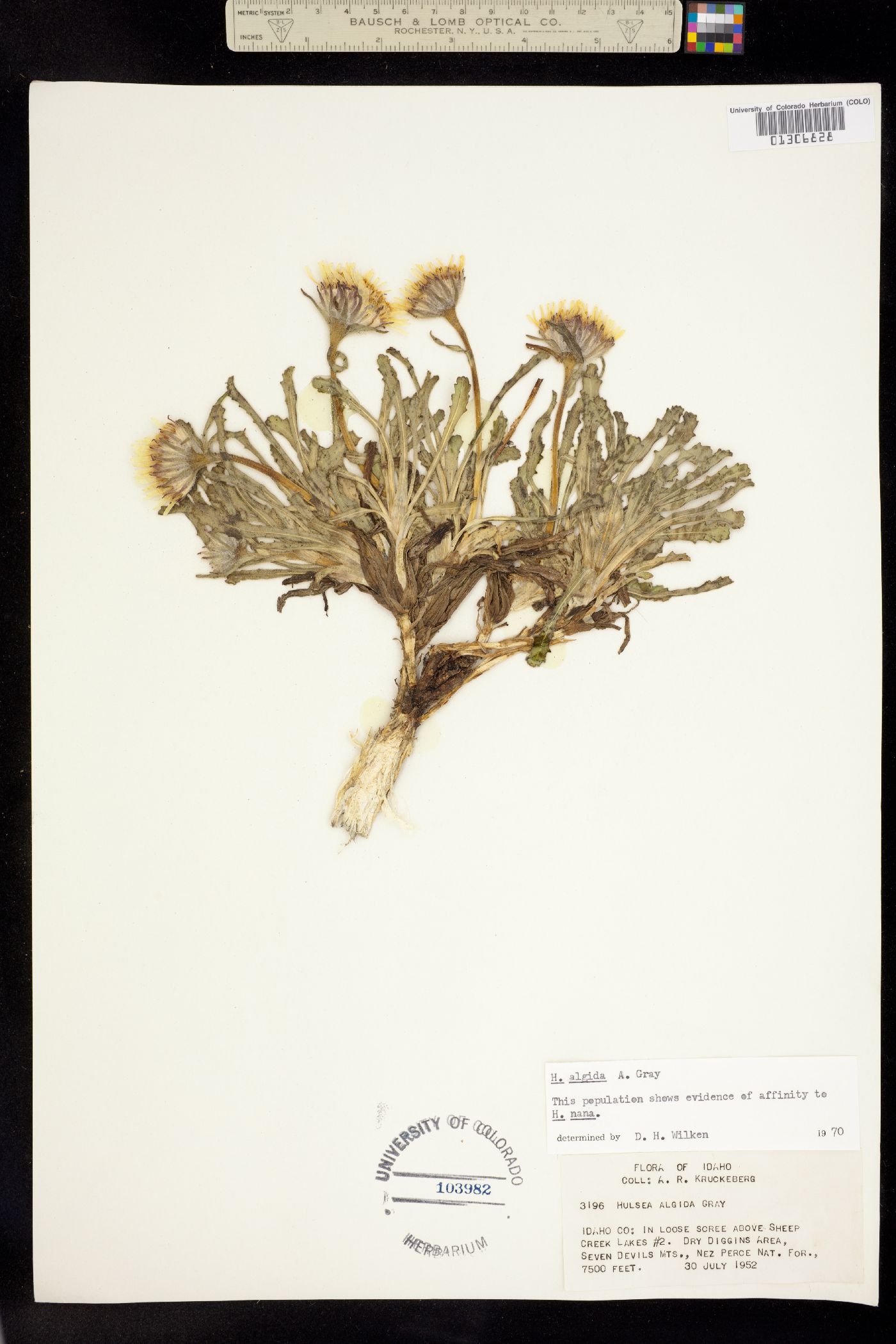 Hulsea algida image