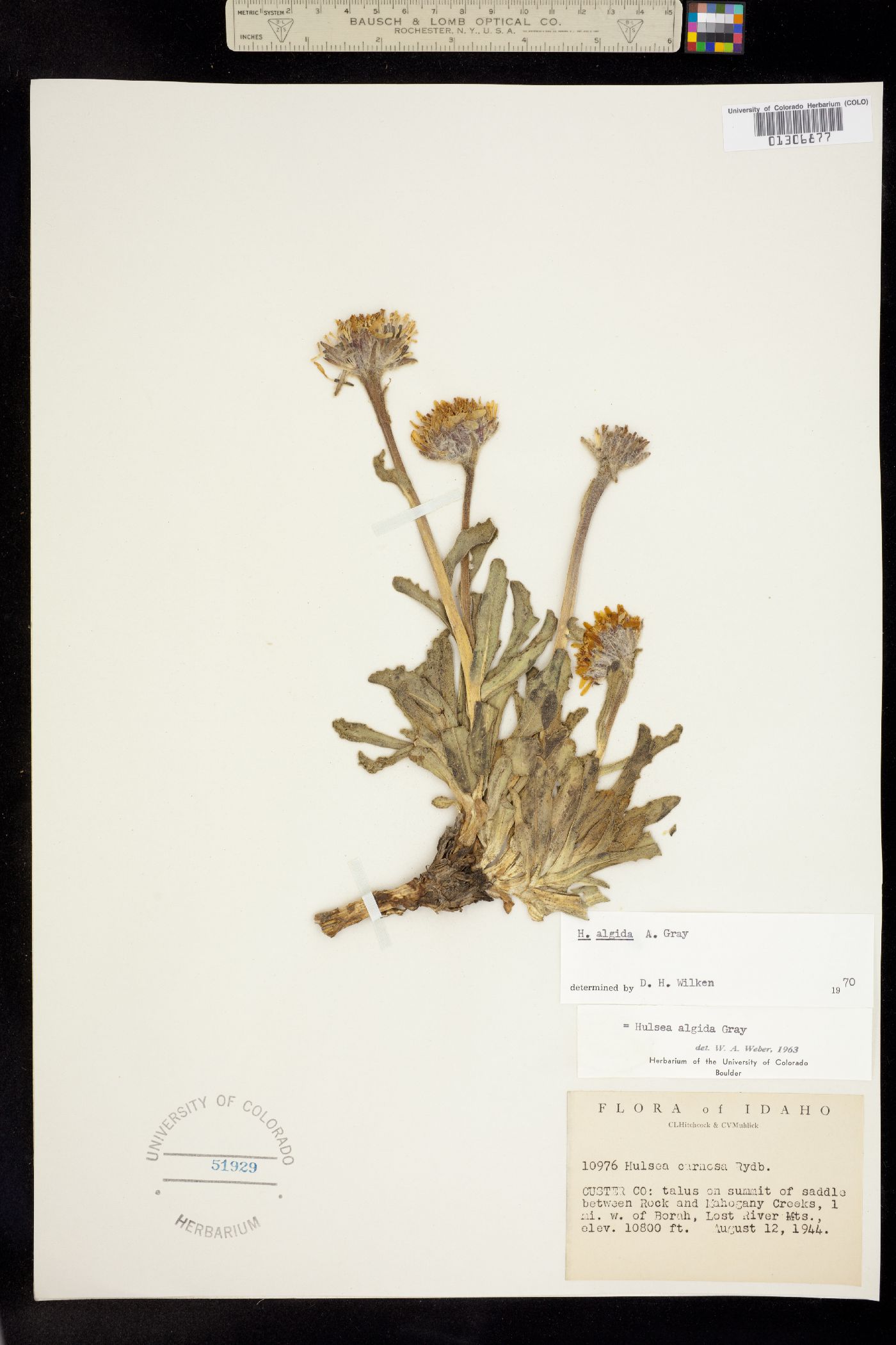 Hulsea algida image