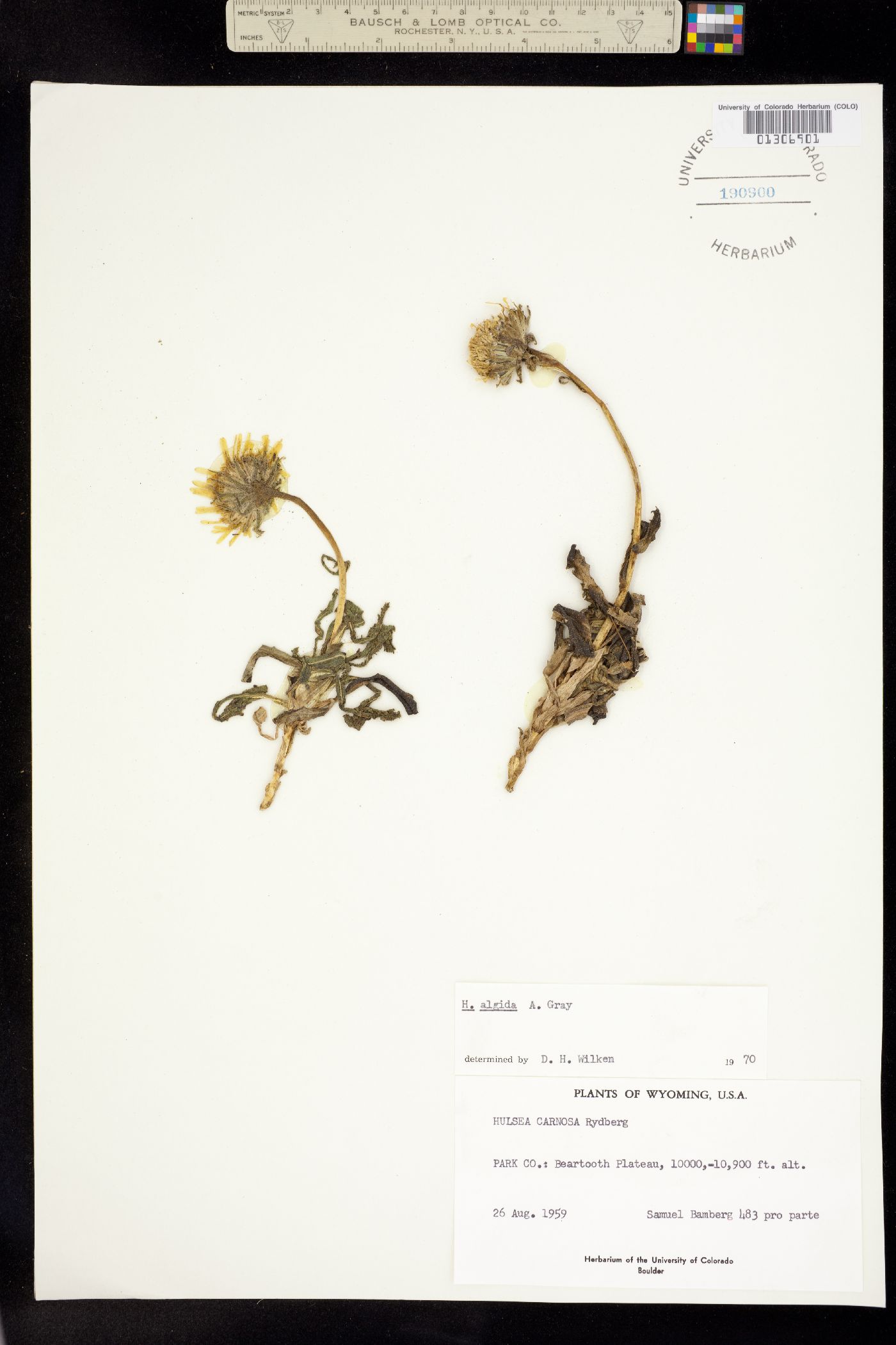Hulsea algida image