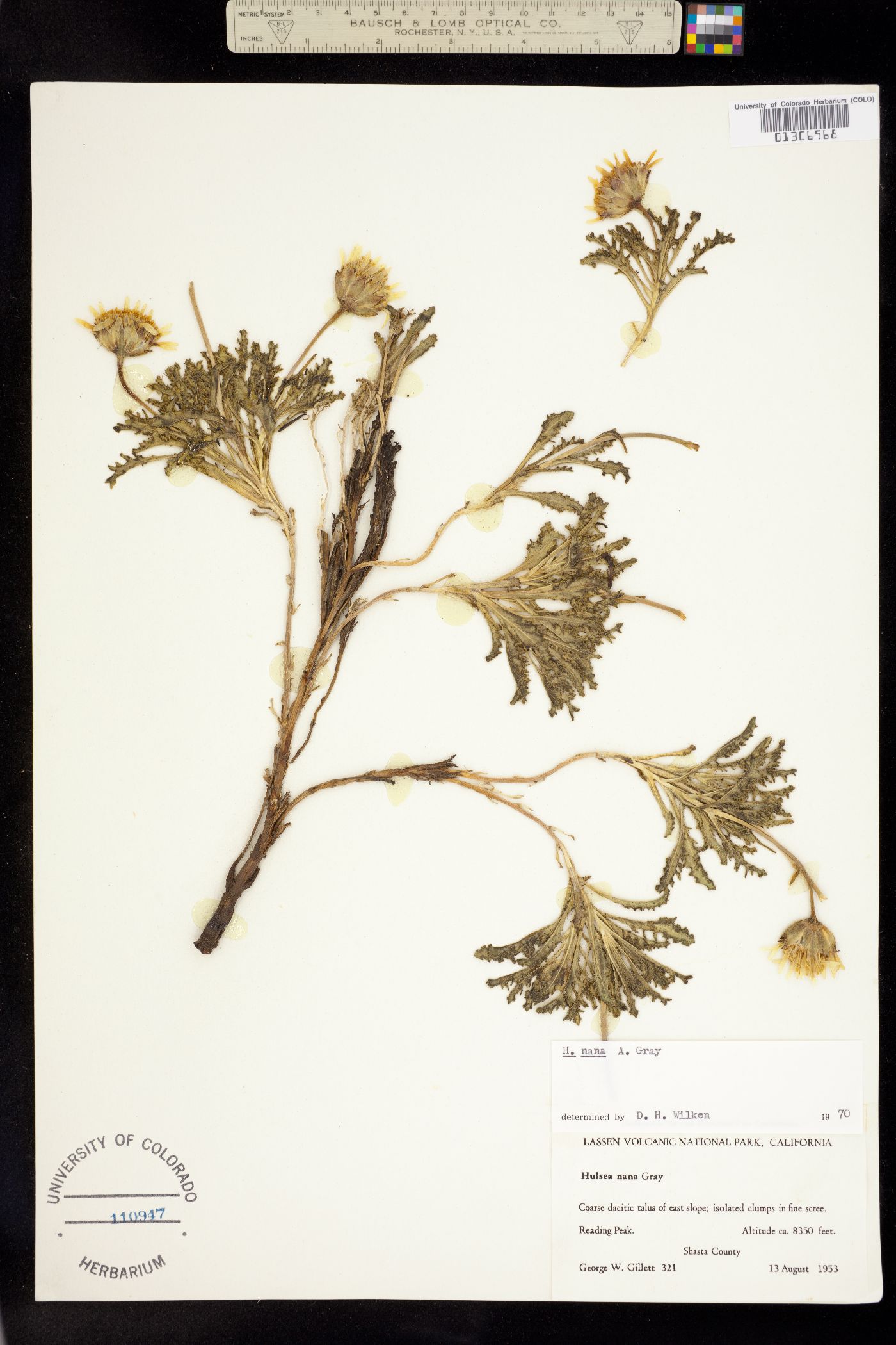 Hulsea nana image