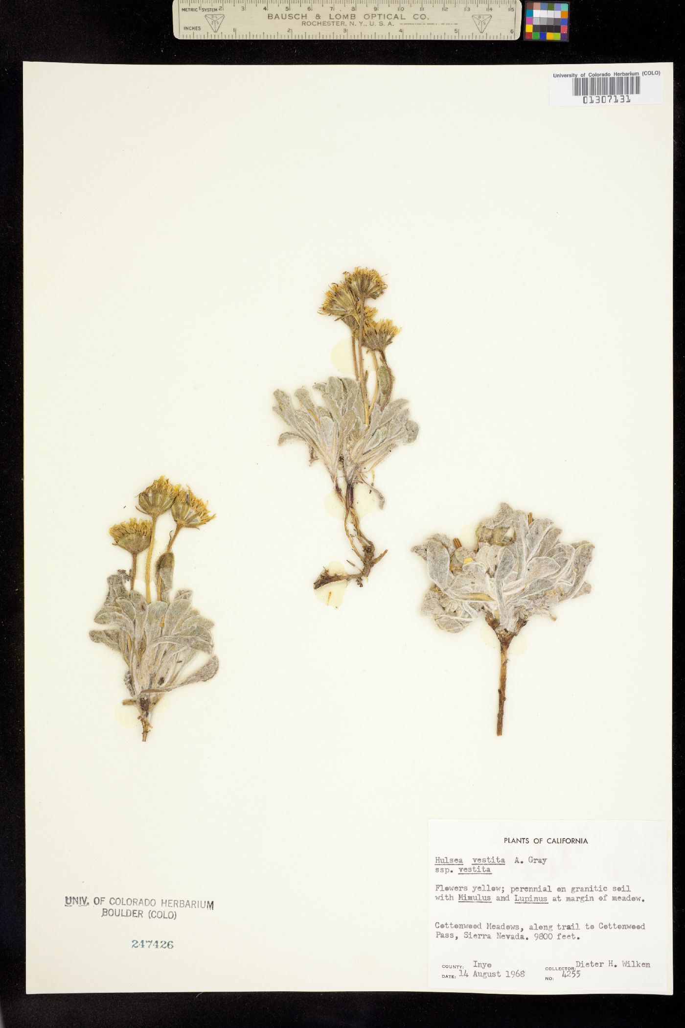 Hulsea vestita image