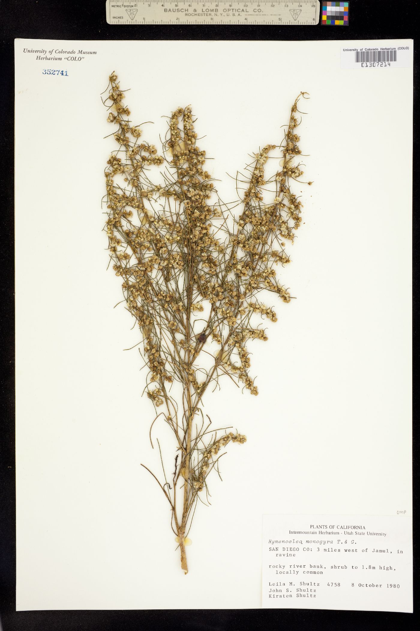 Ambrosia monogyra image