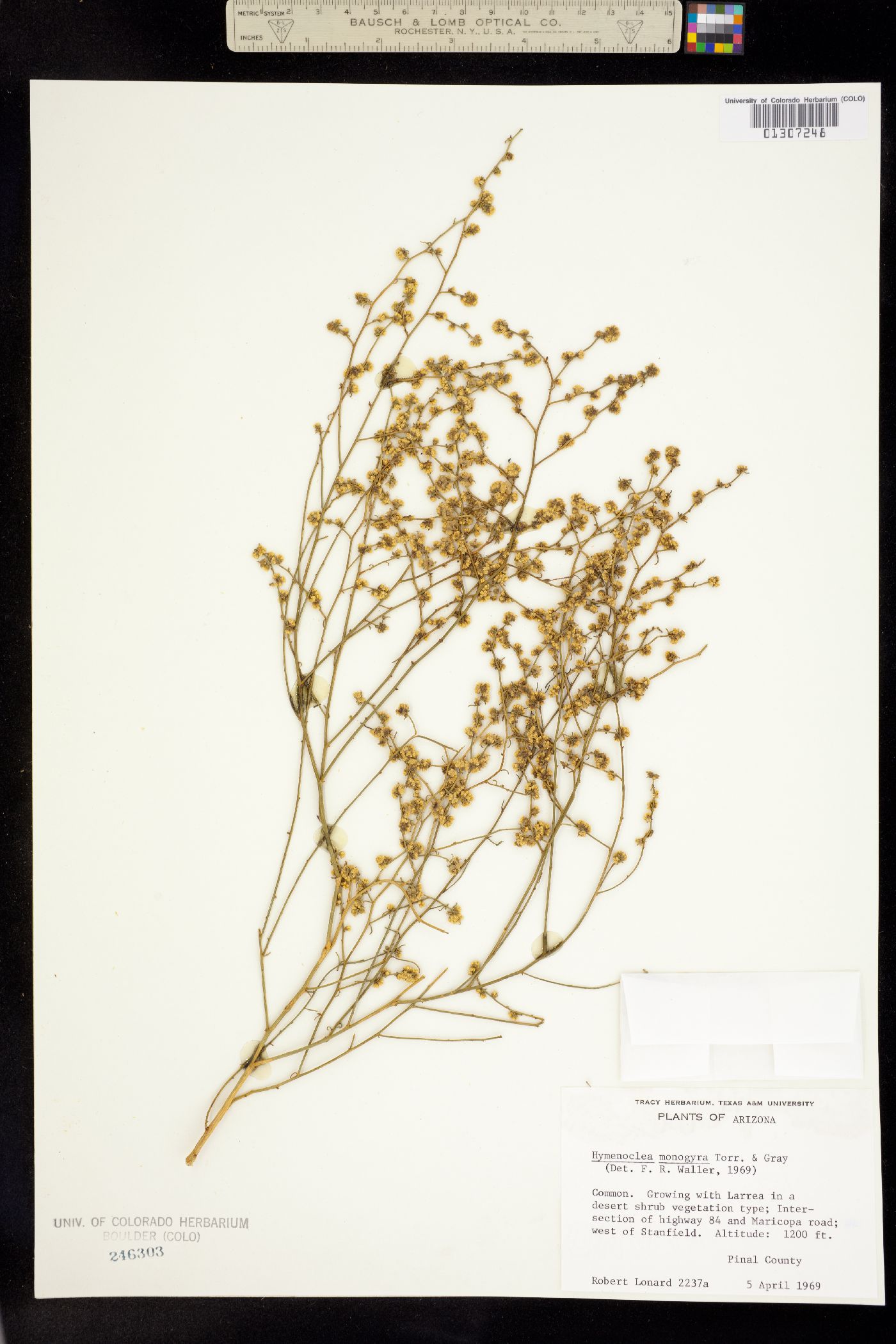 Ambrosia monogyra image