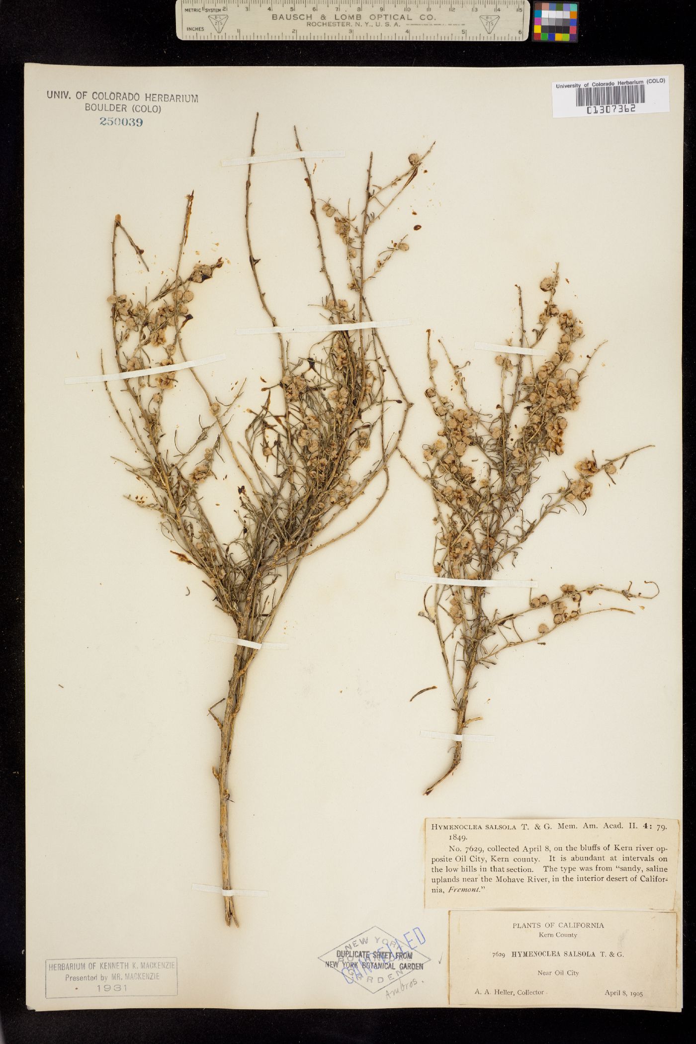 Ambrosia salsola image