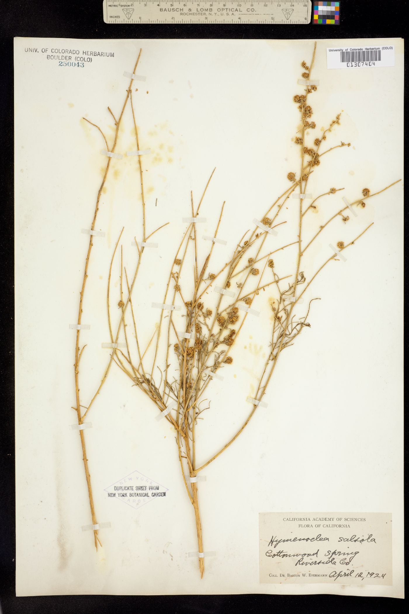 Ambrosia salsola image