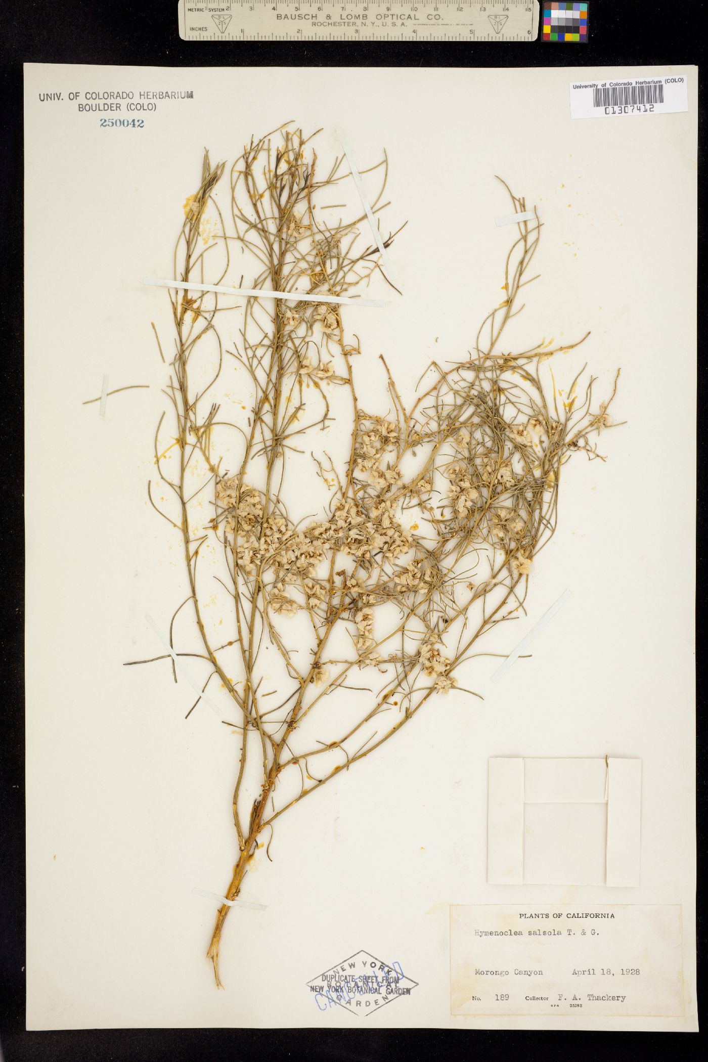 Ambrosia salsola image