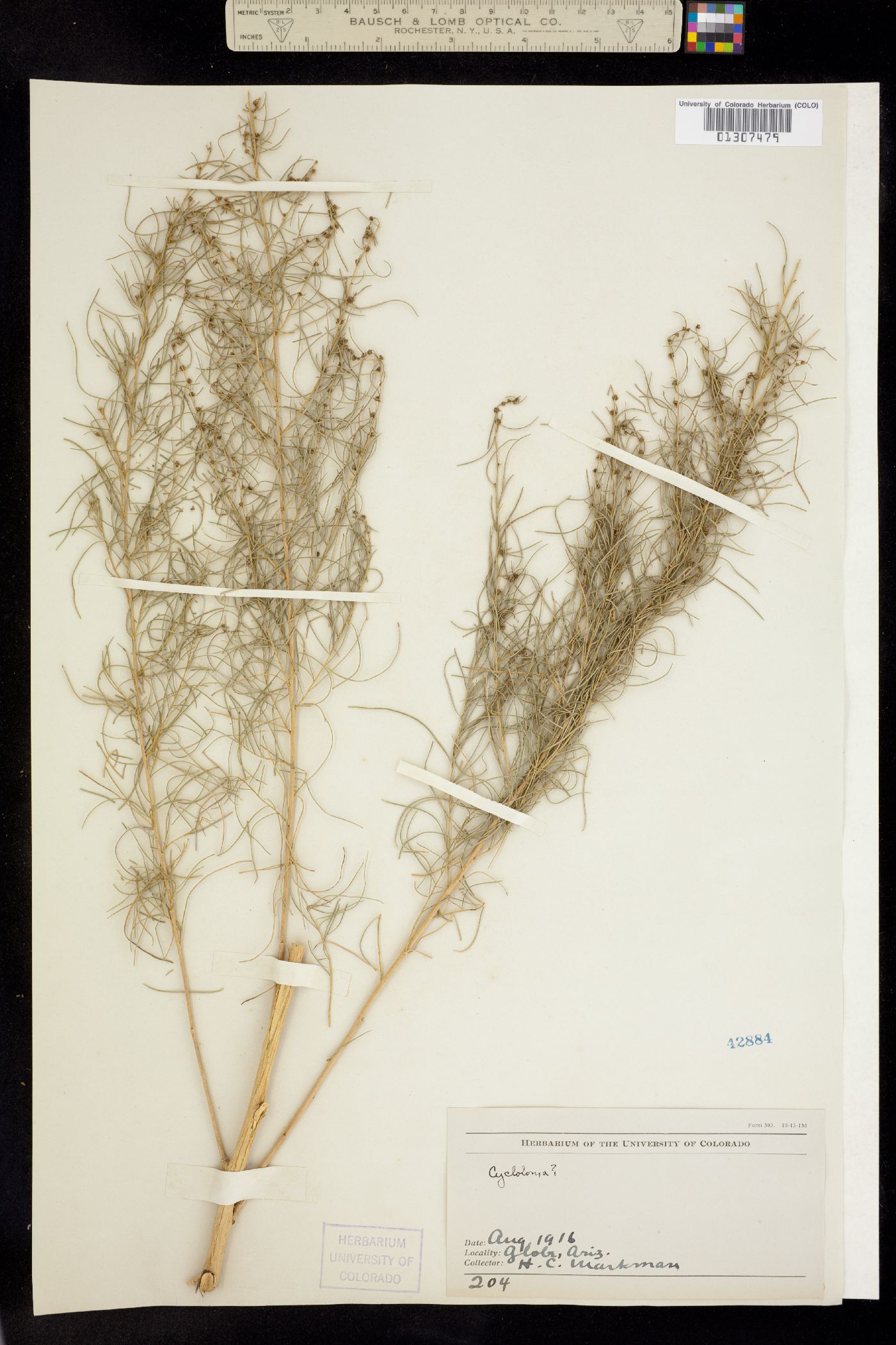 Ambrosia salsola image