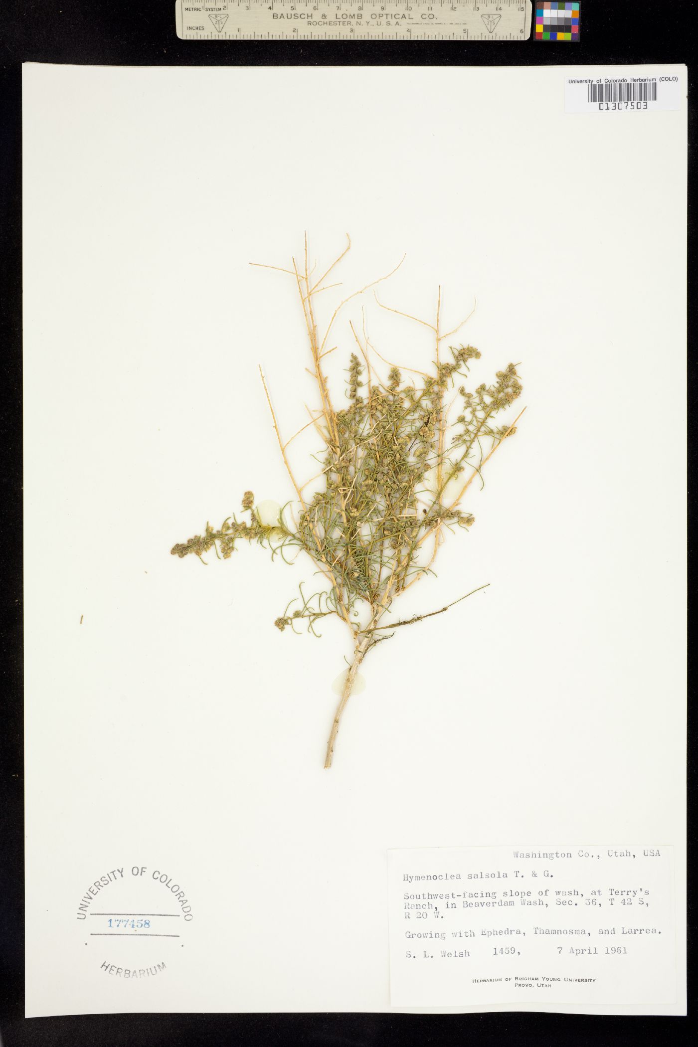 Ambrosia salsola image