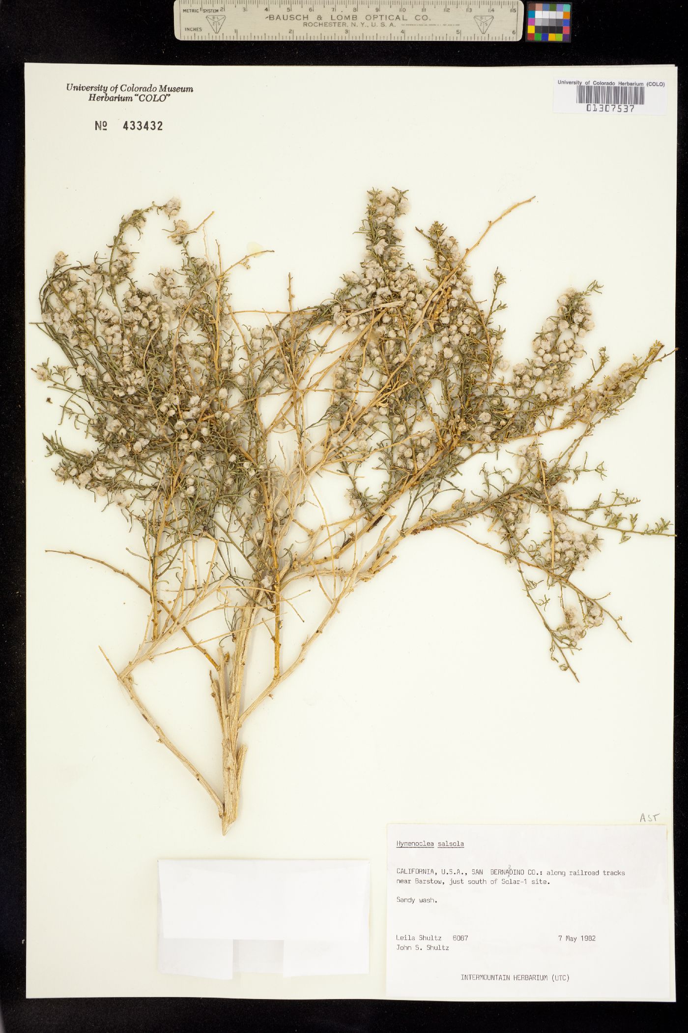 Ambrosia salsola image