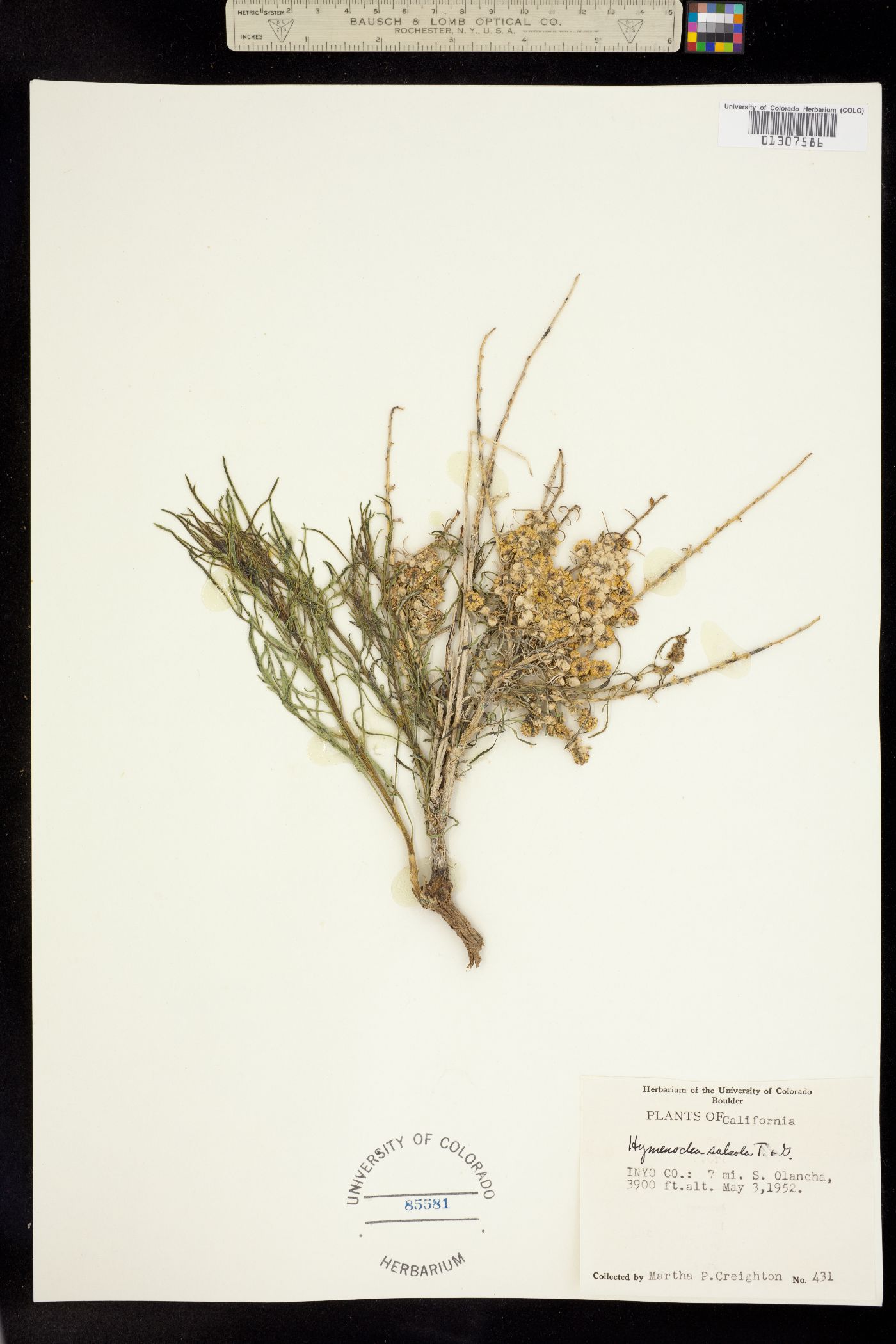 Ambrosia salsola image