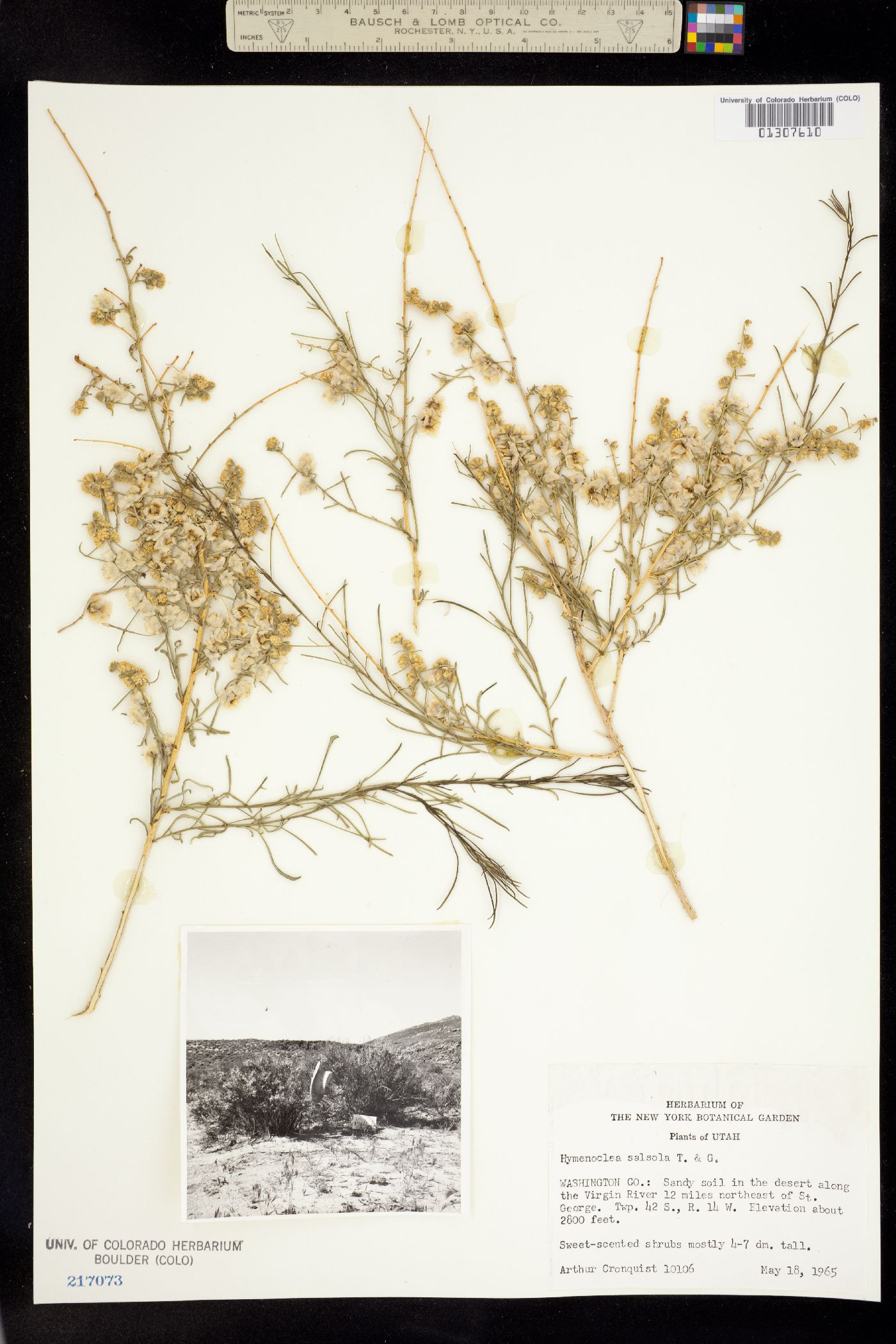 Ambrosia salsola image