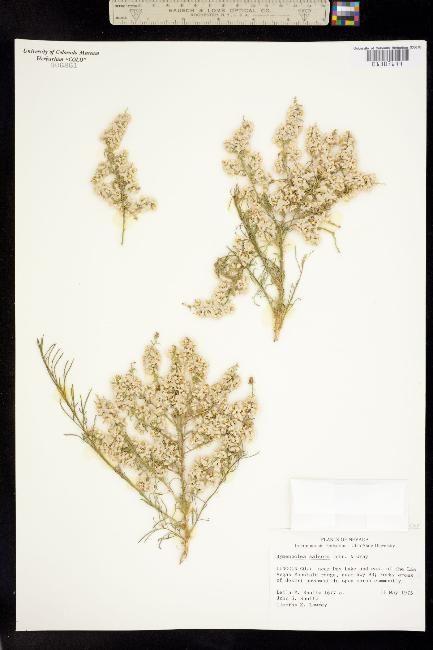 Ambrosia salsola image