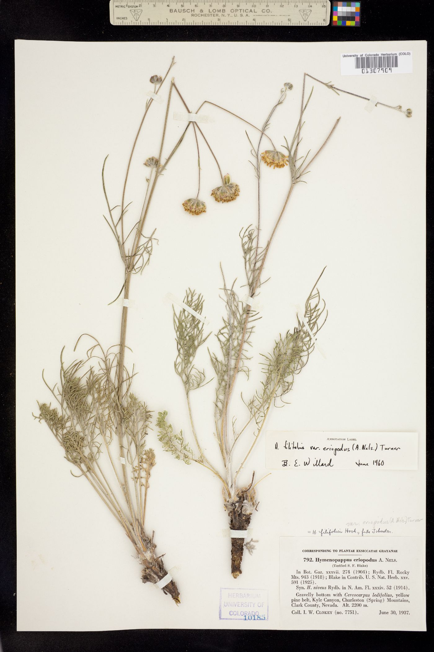 Hymenopappus filifolius var. eriopodus image