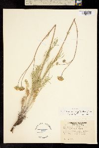 Hymenopappus filifolius var. eriopodus image