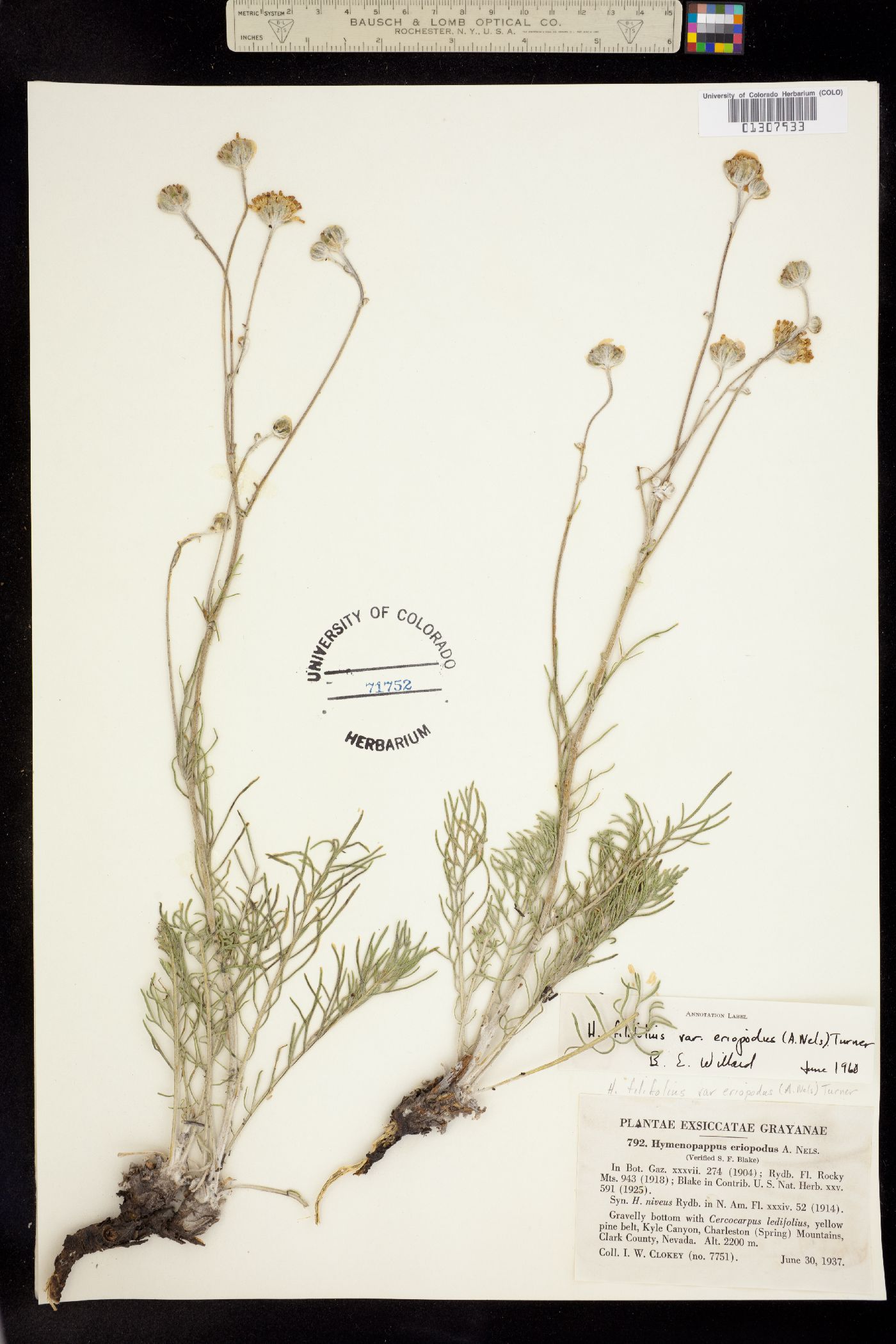 Hymenopappus filifolius var. eriopodus image