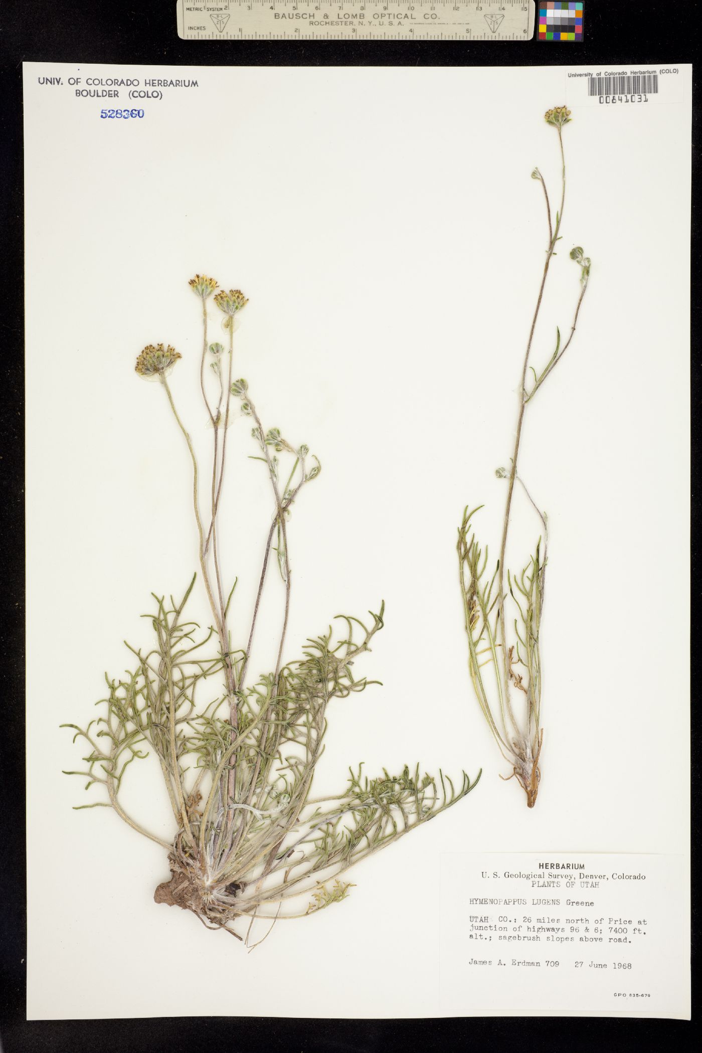Hymenopappus filifolius var. lugens image