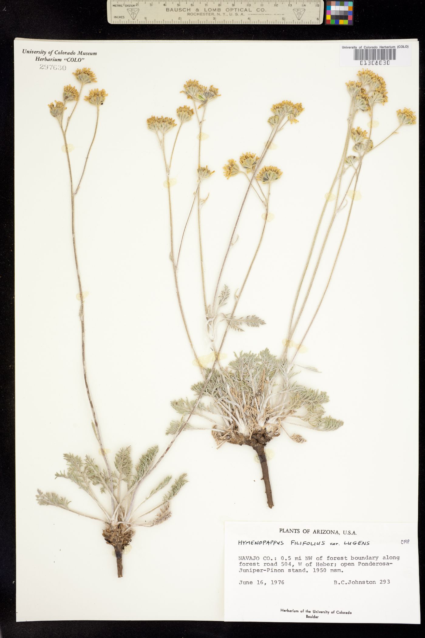 Hymenopappus filifolius var. lugens image