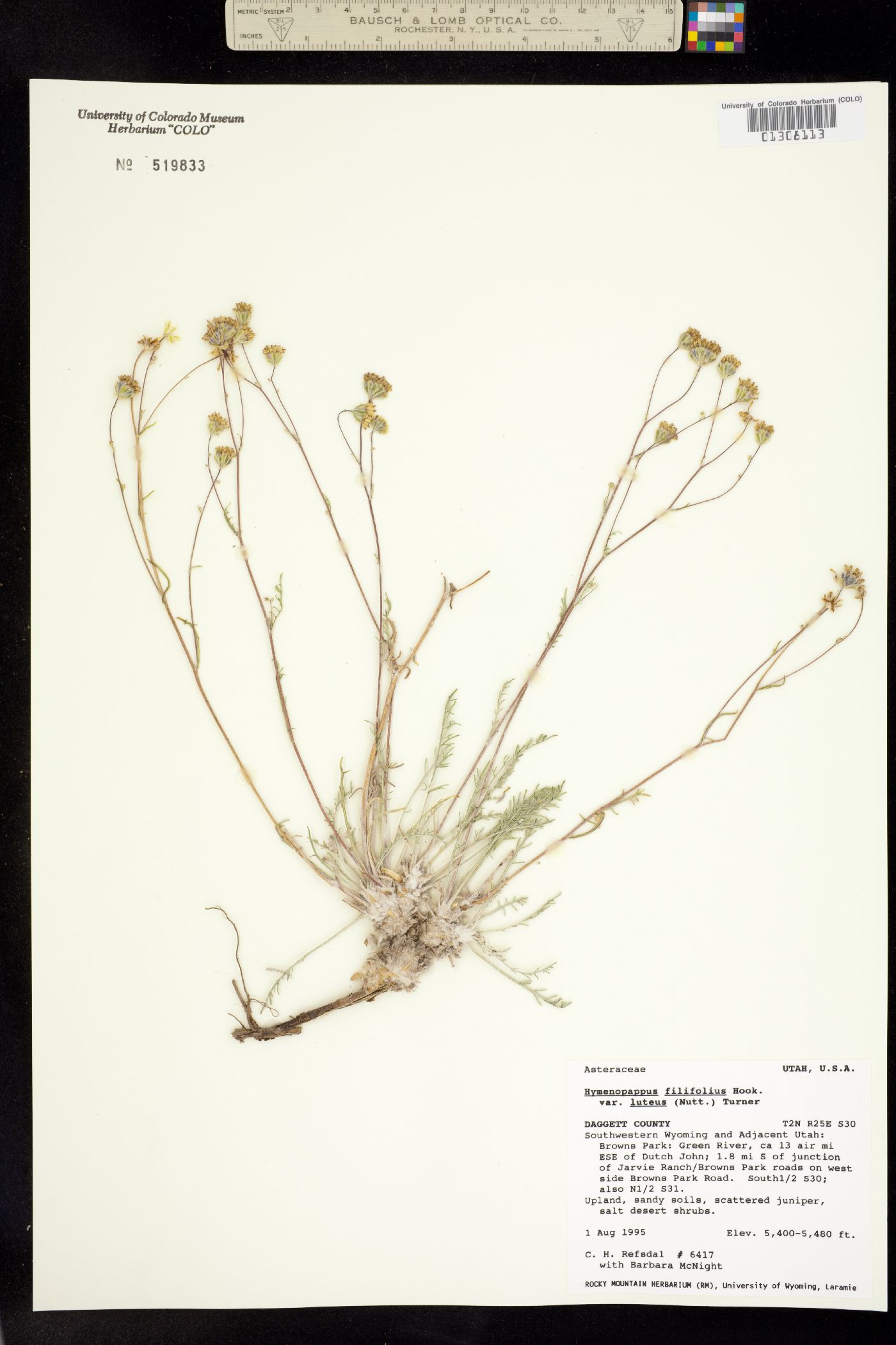 Hymenopappus filifolius var. luteus image