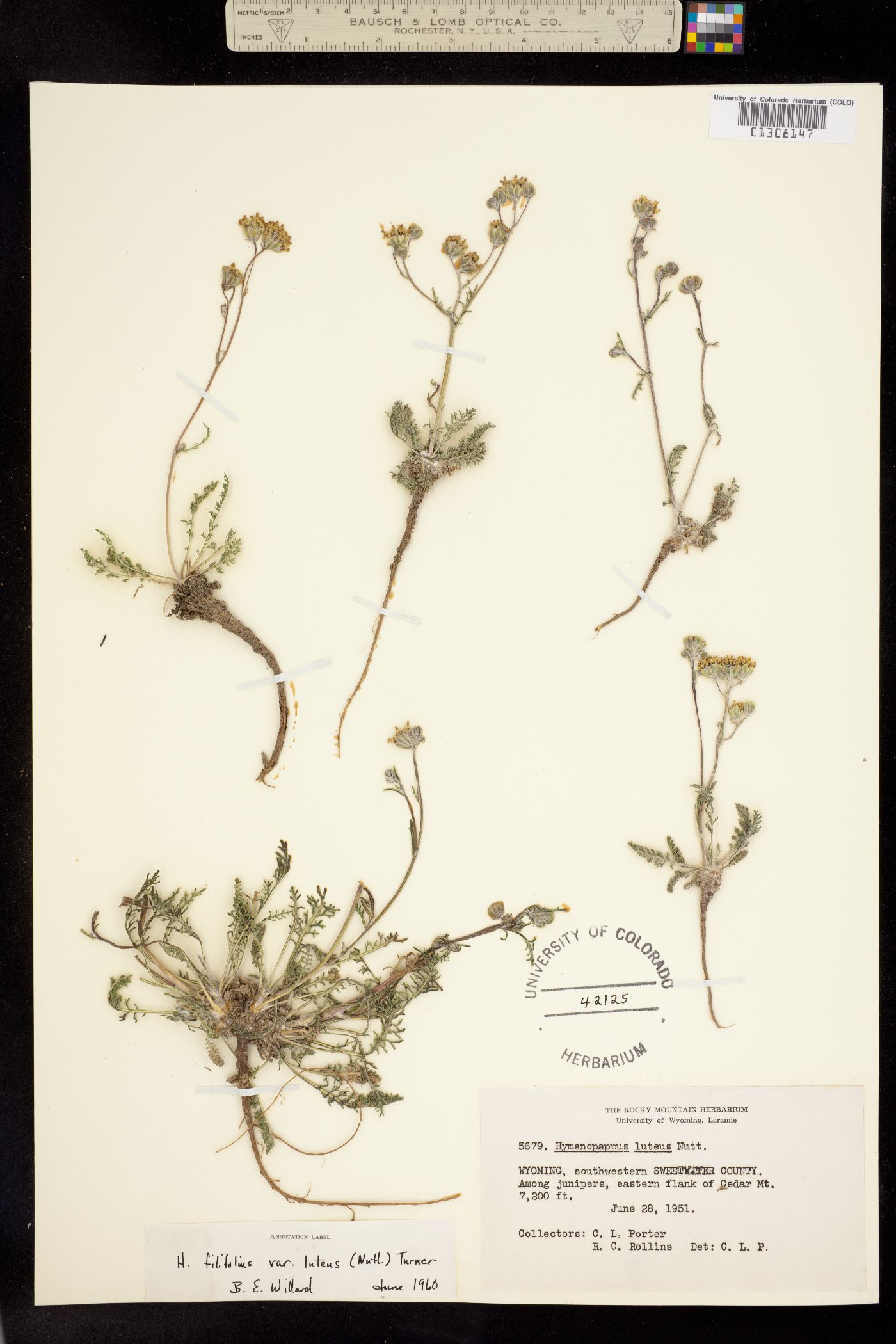 Hymenopappus filifolius var. luteus image