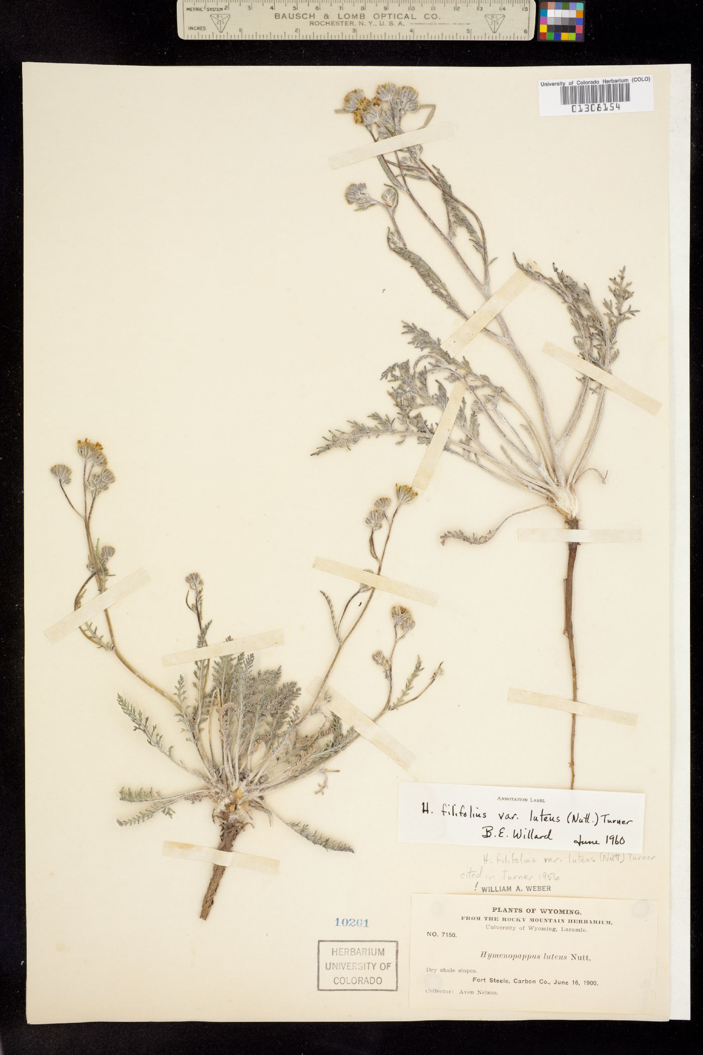 Hymenopappus filifolius var. luteus image