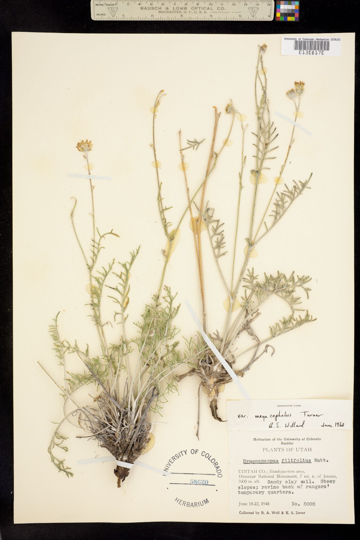 Hymenopappus filifolius var. megacephalus image