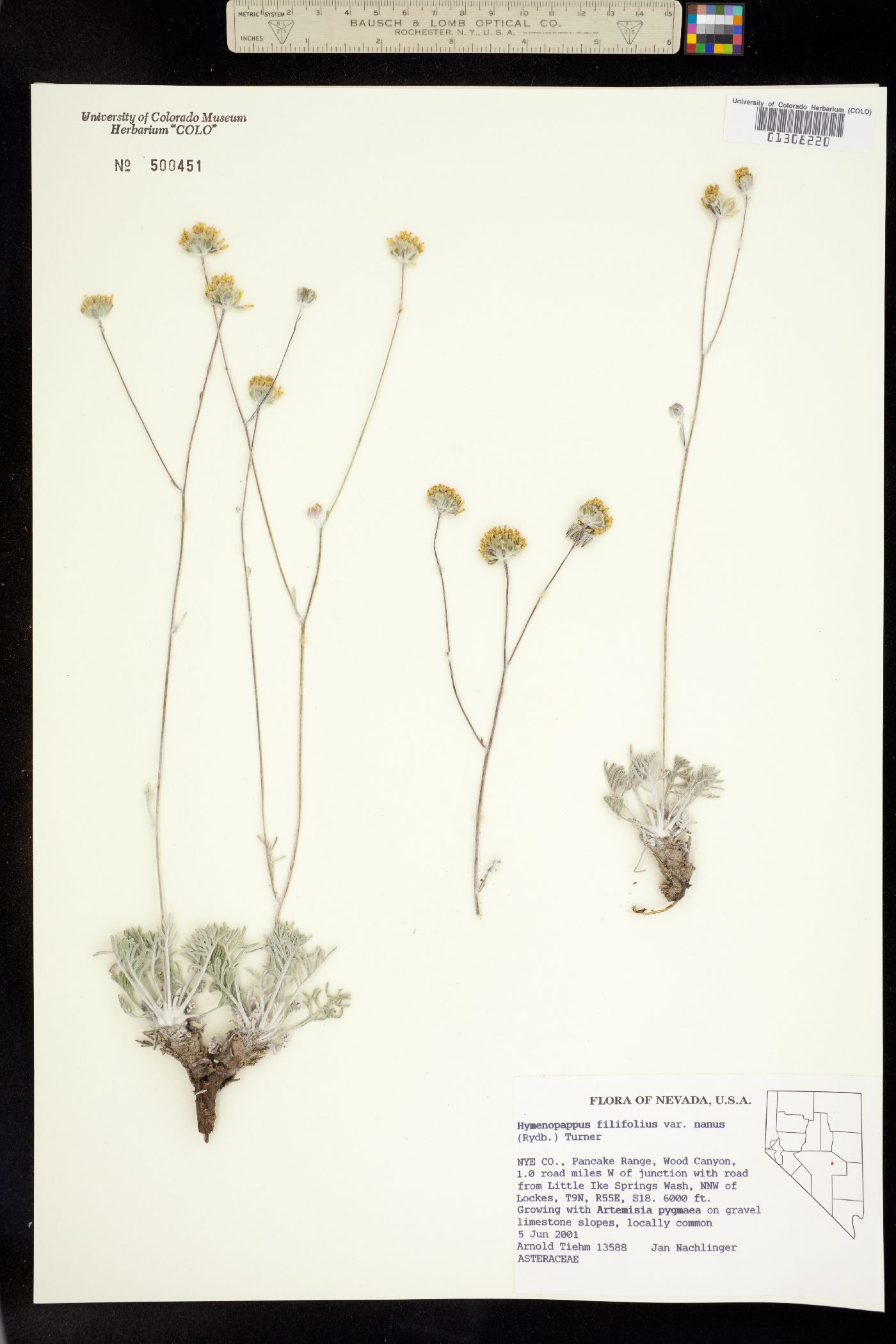 Hymenopappus filifolius image