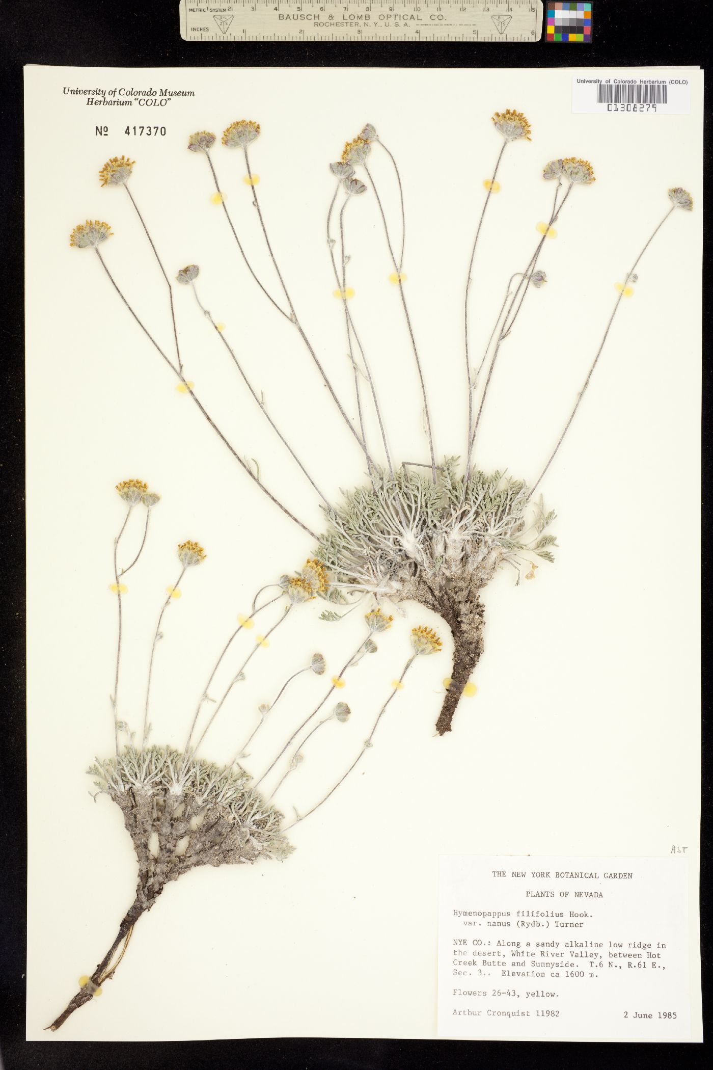 Hymenopappus filifolius var. nanus image