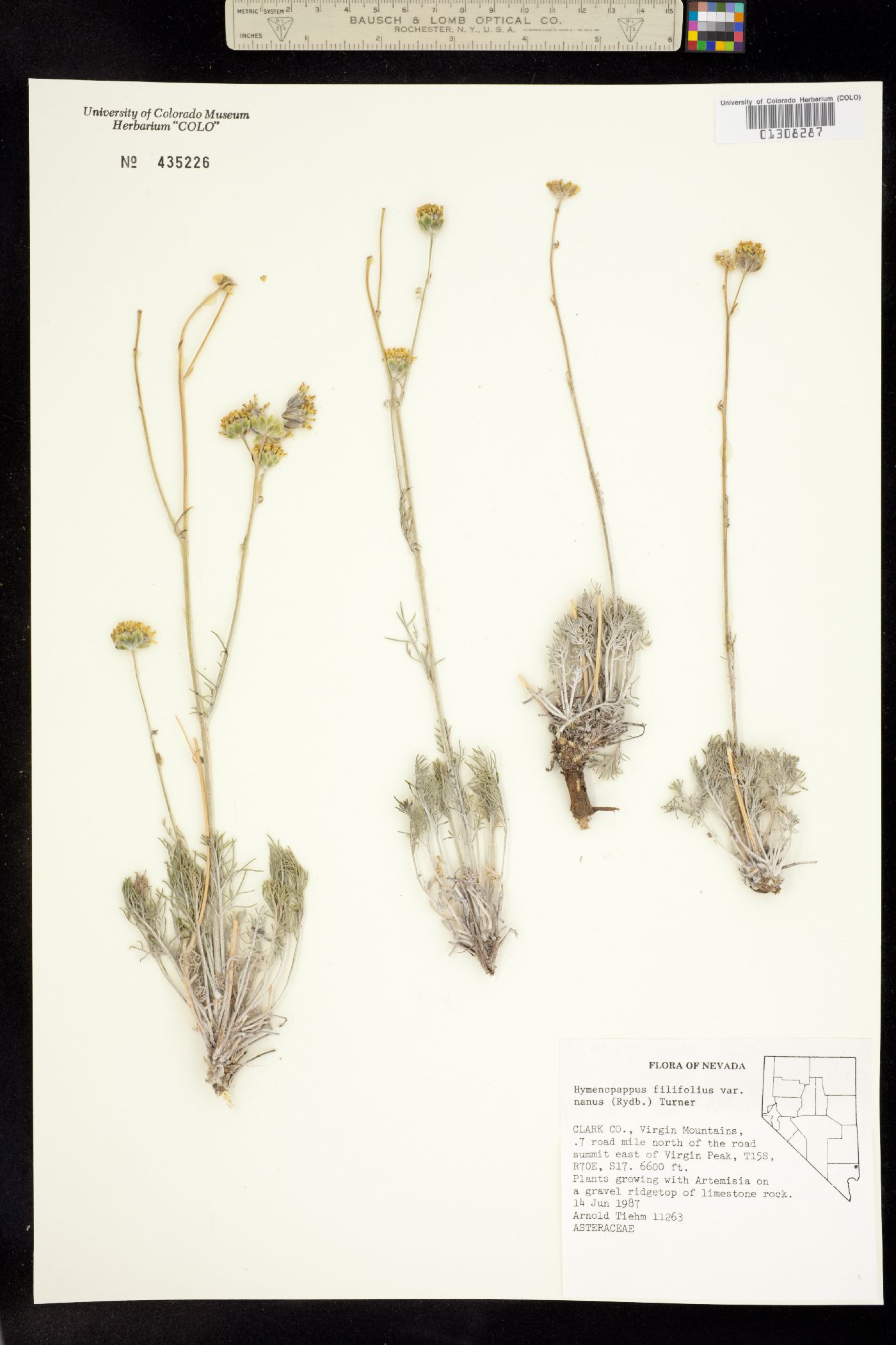 Hymenopappus filifolius var. nanus image