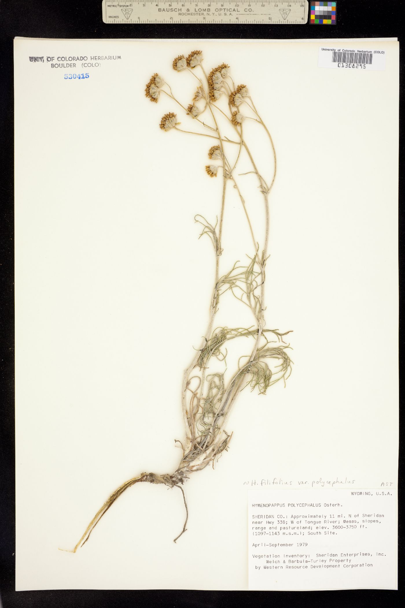 Hymenopappus filifolius var. polycephalus image