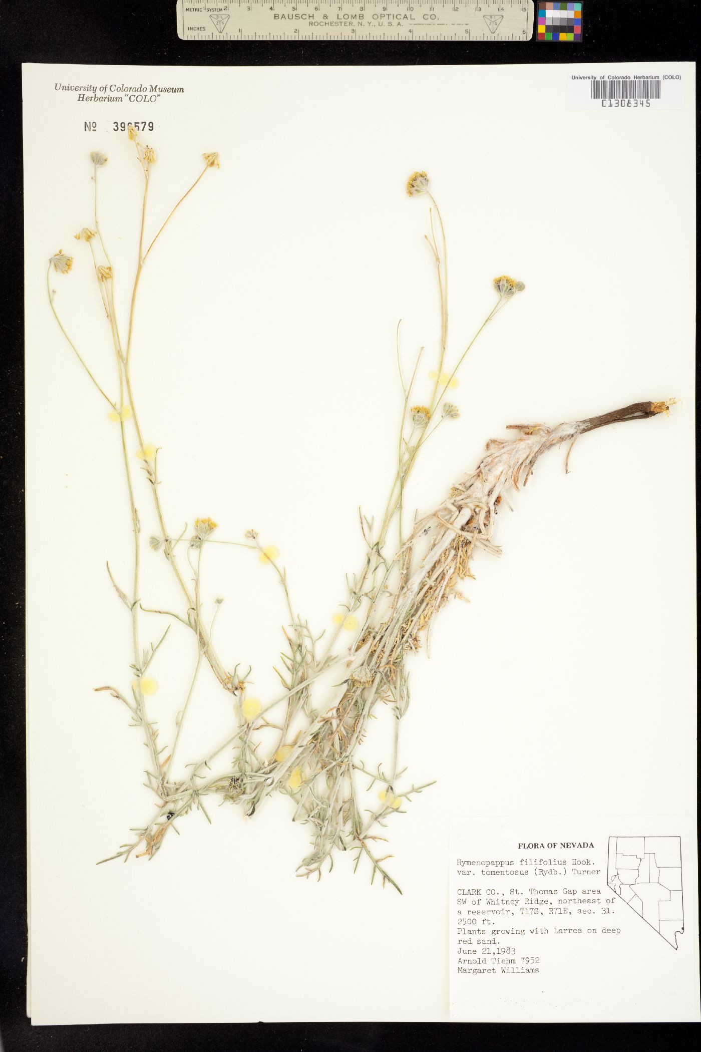 Hymenopappus filifolius var. tomentosus image