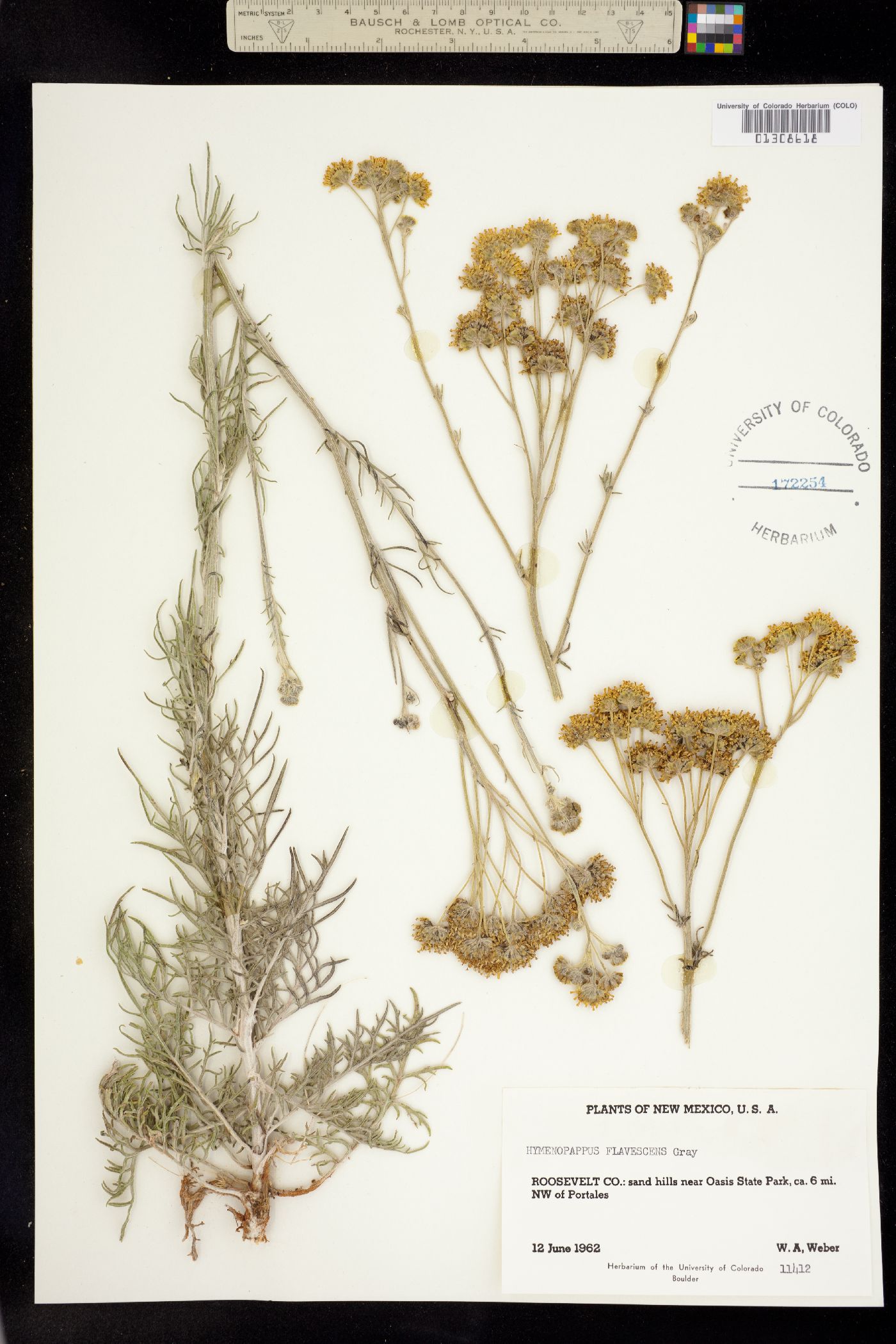 Hymenopappus flavescens image