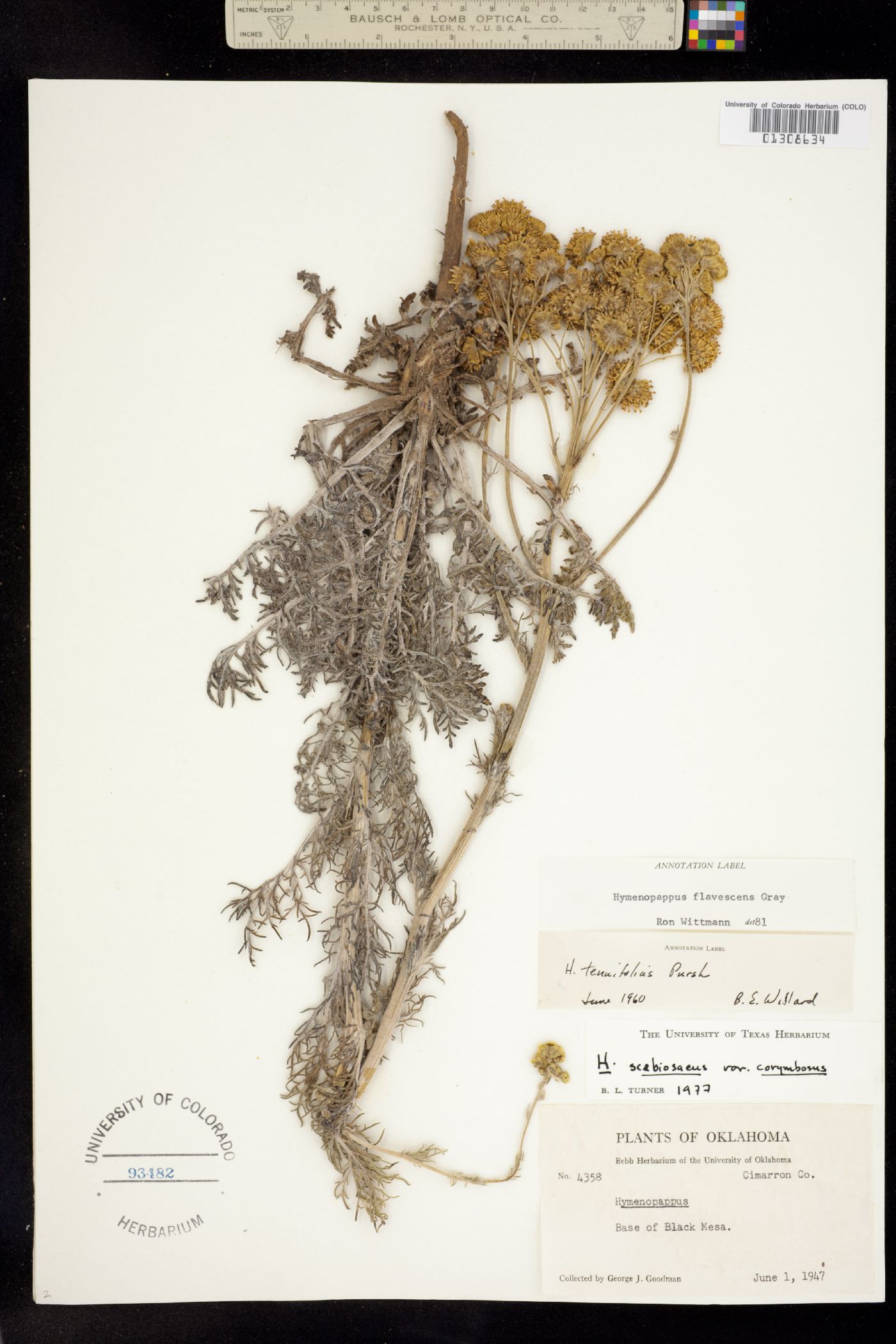 Hymenopappus flavescens image