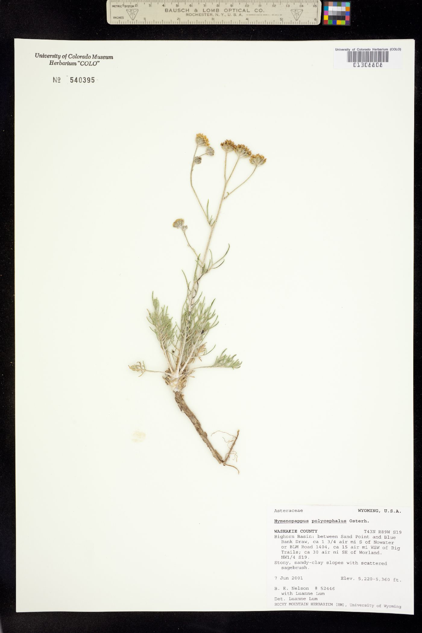 Hymenopappus filifolius var. polycephalus image