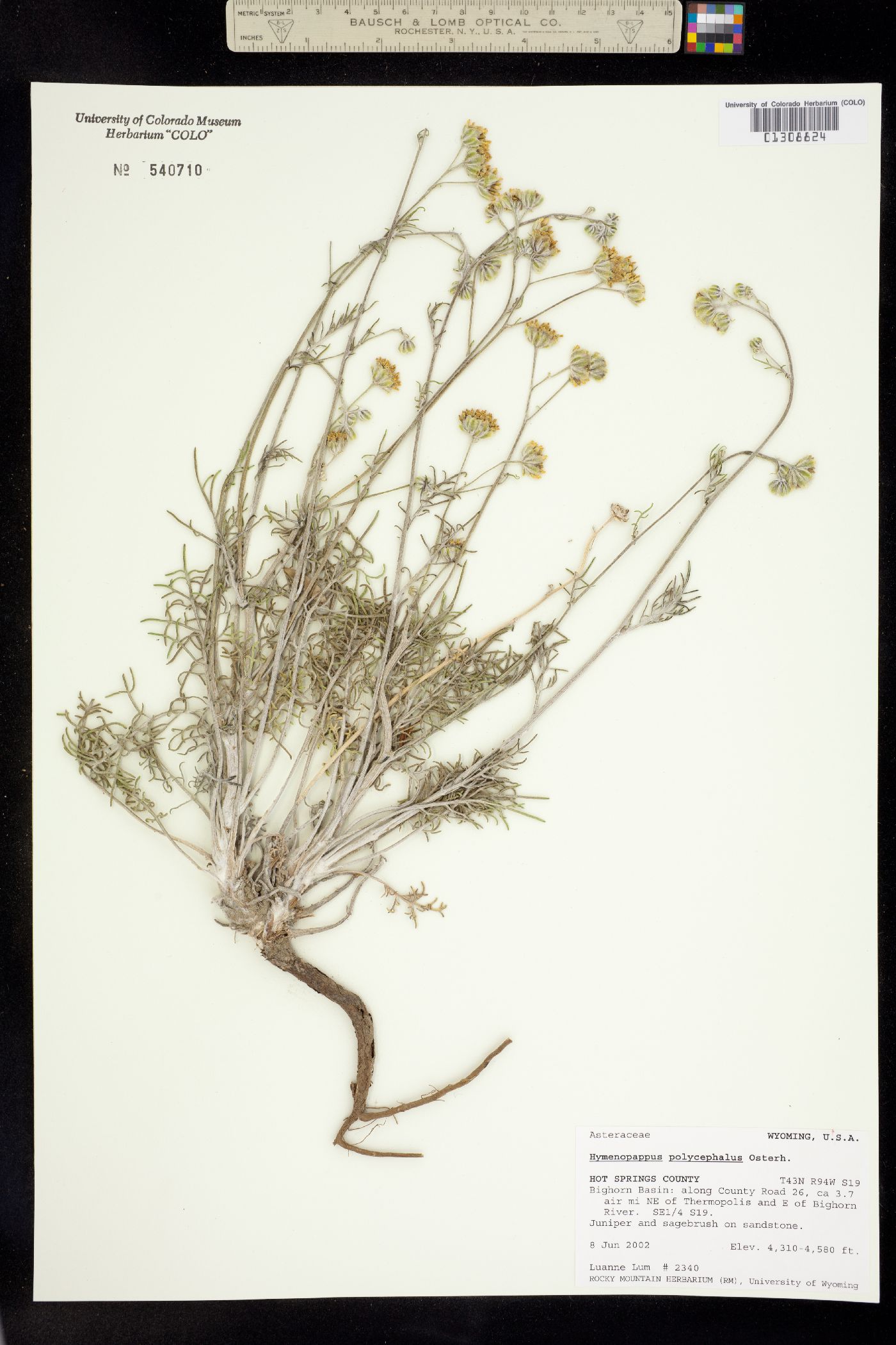 Hymenopappus filifolius var. polycephalus image