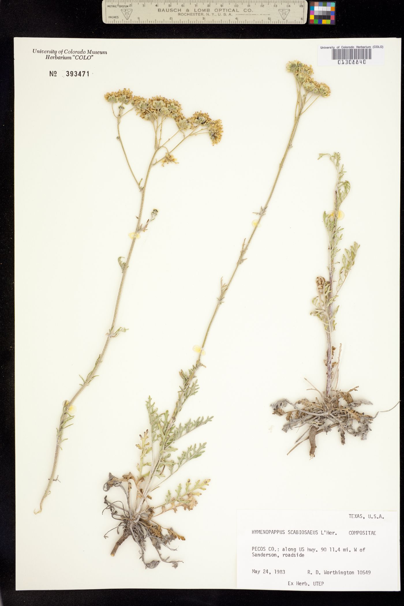 Hymenopappus scabiosaeus image