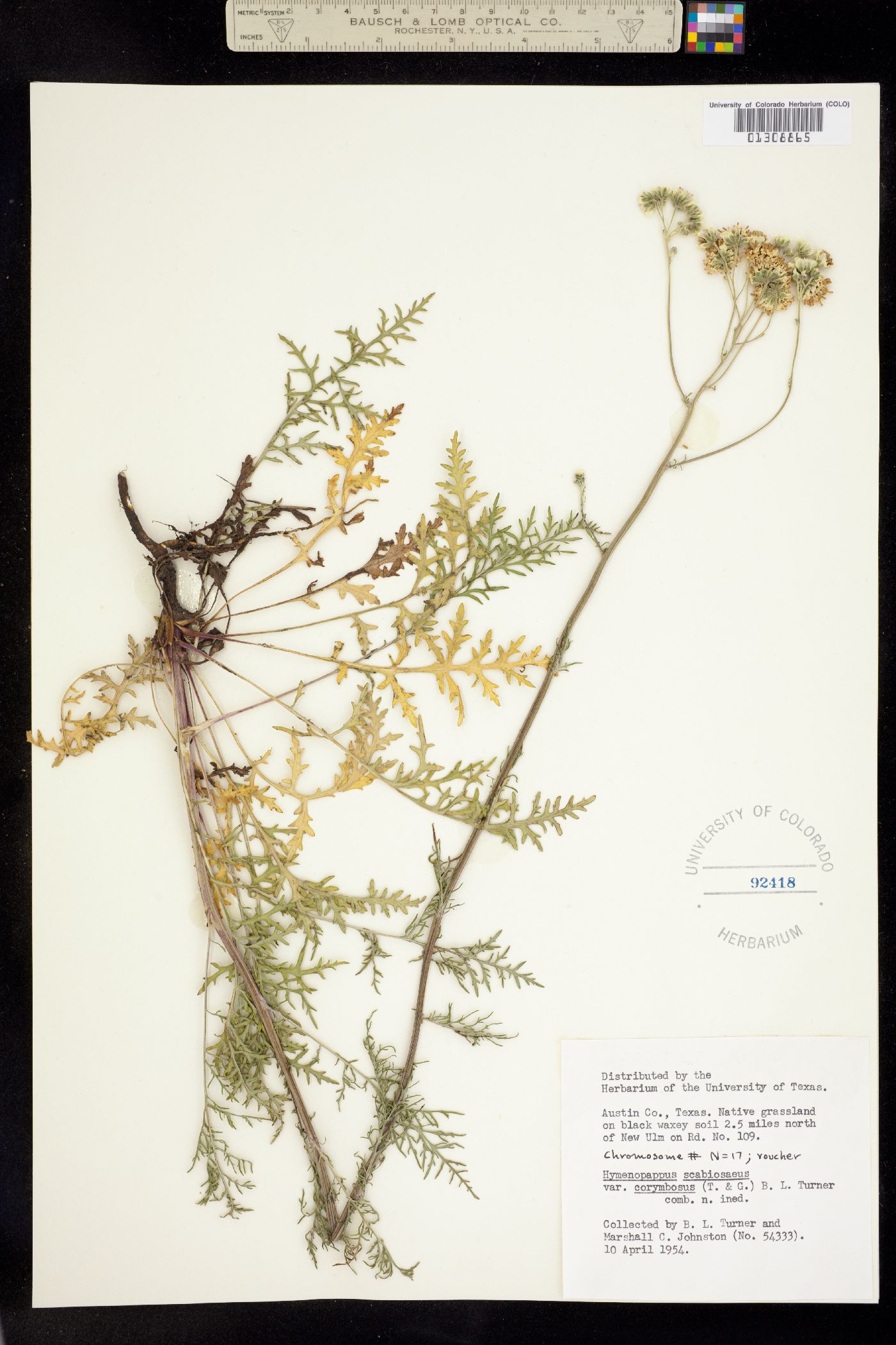 Hymenopappus scabiosaeus image