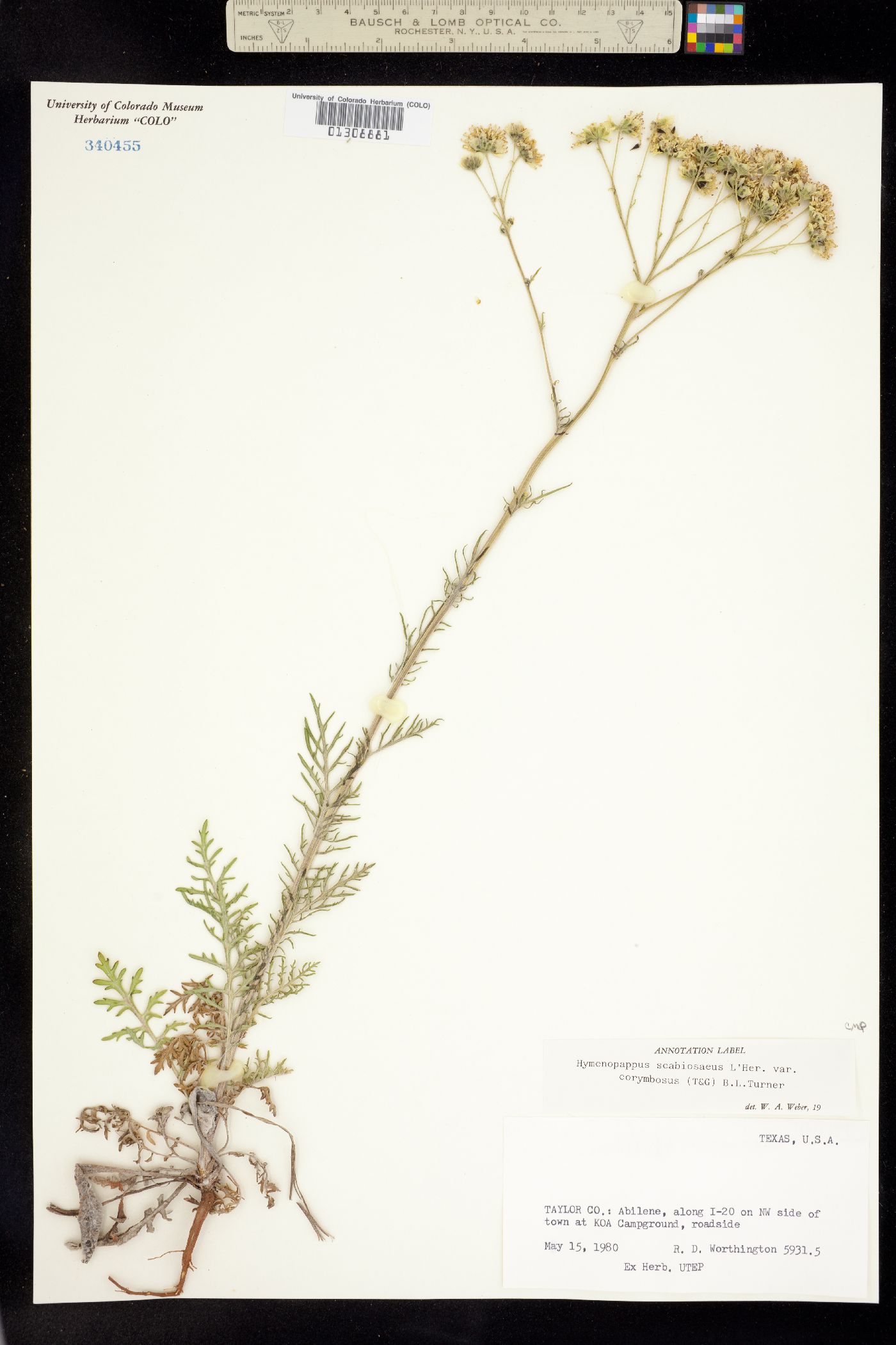 Hymenopappus scabiosaeus image