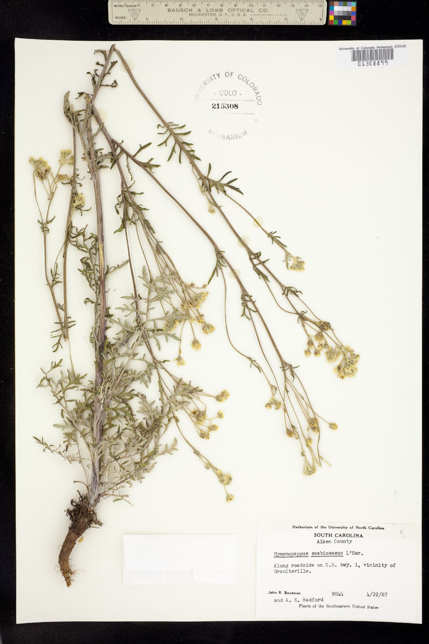 Hymenopappus scabiosaeus image