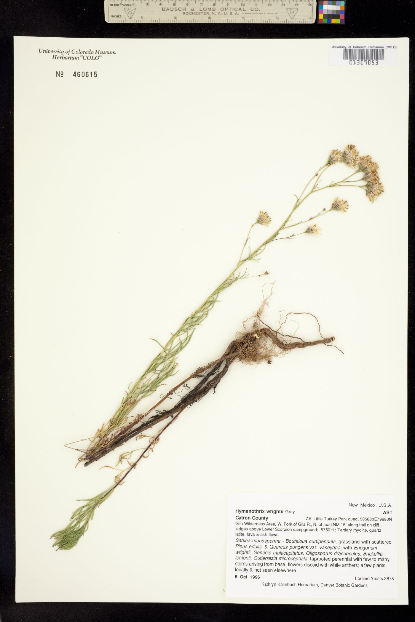 Hymenothrix wrightii image