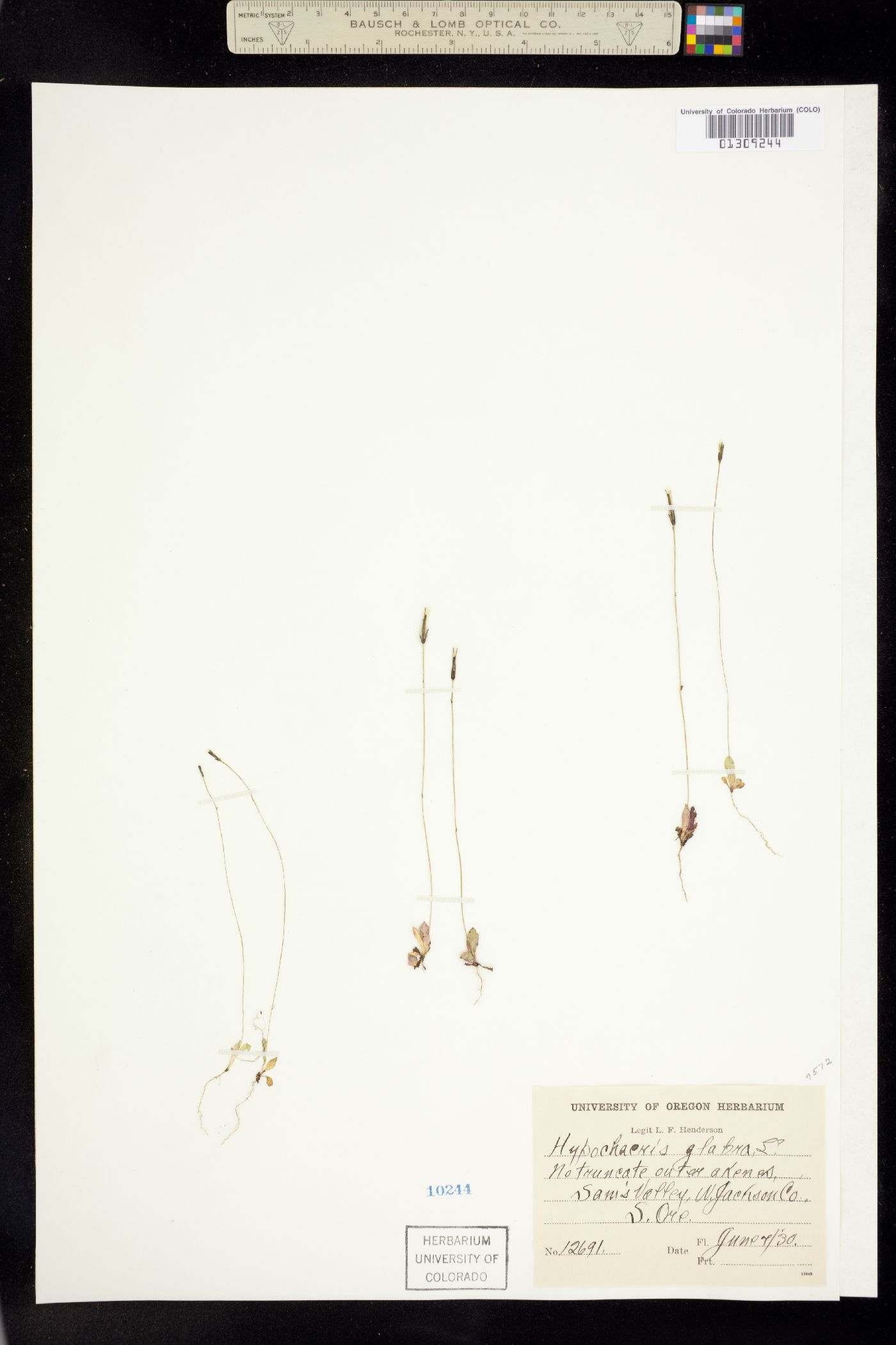 Hypochaeris glabra image