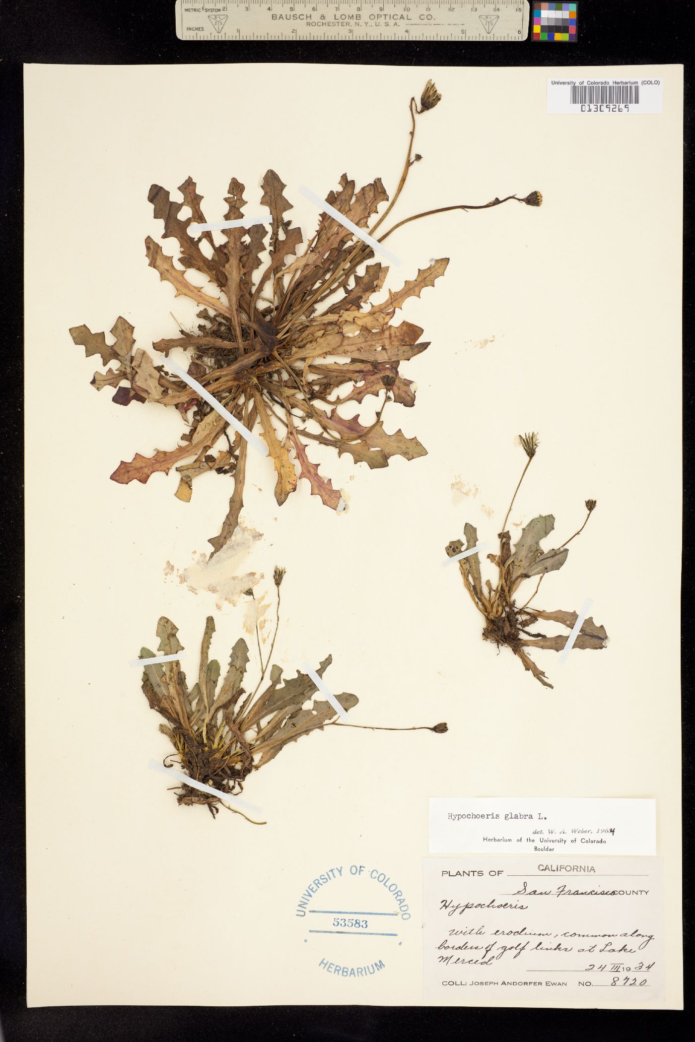 Hypochaeris glabra image