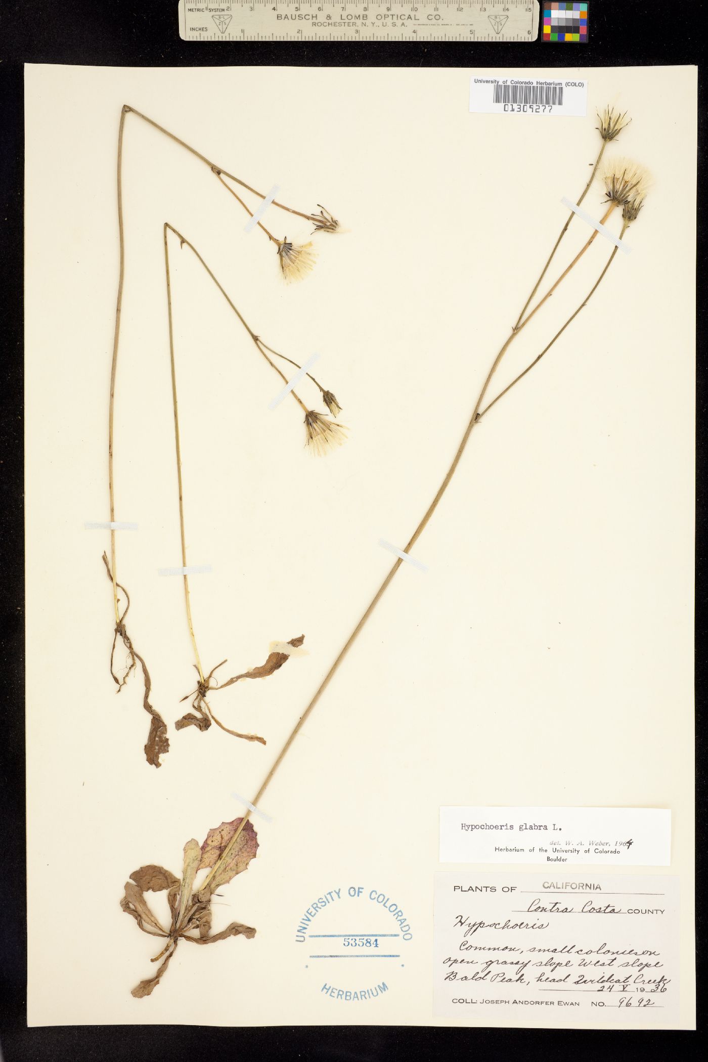 Hypochaeris glabra image