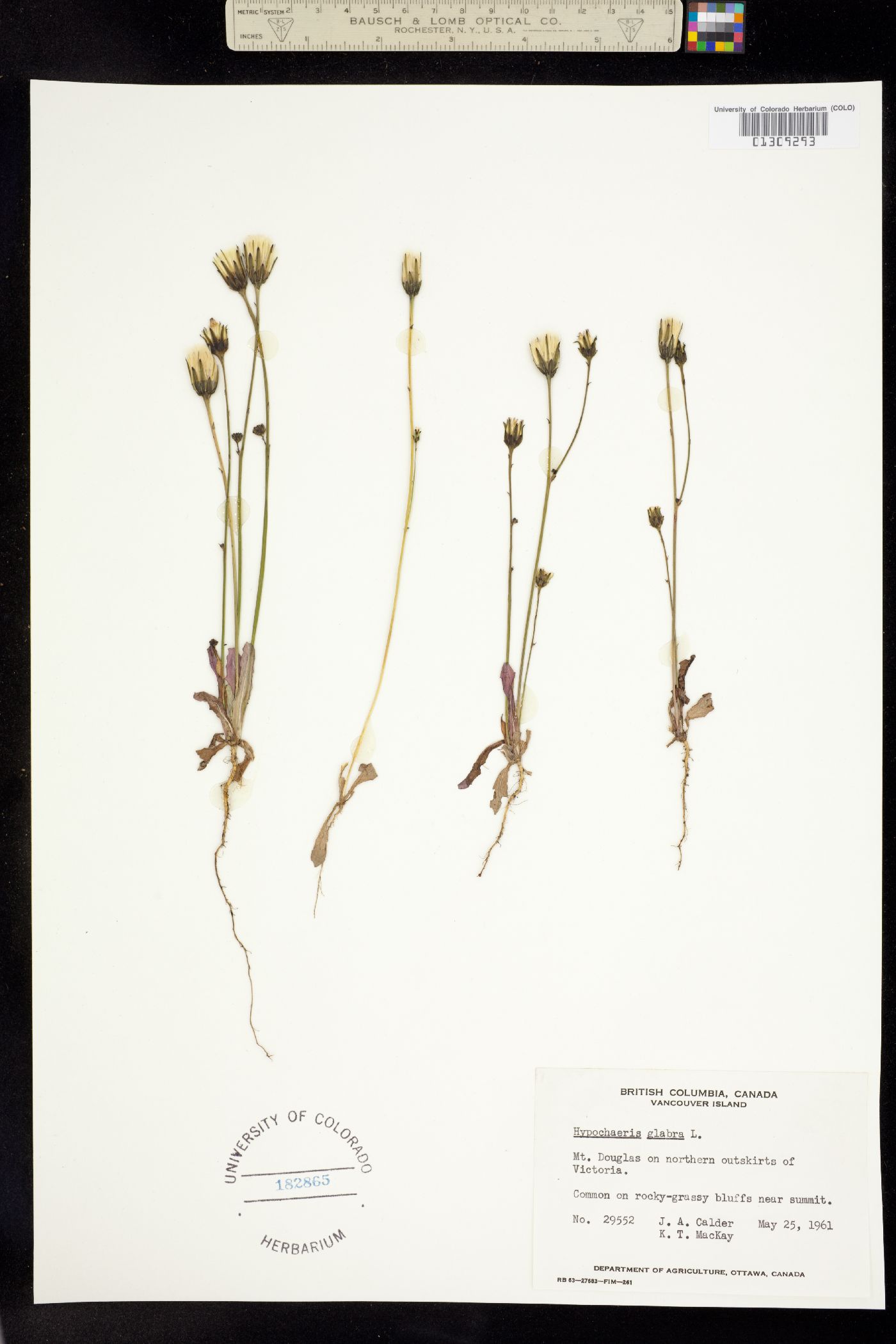Hypochaeris glabra image