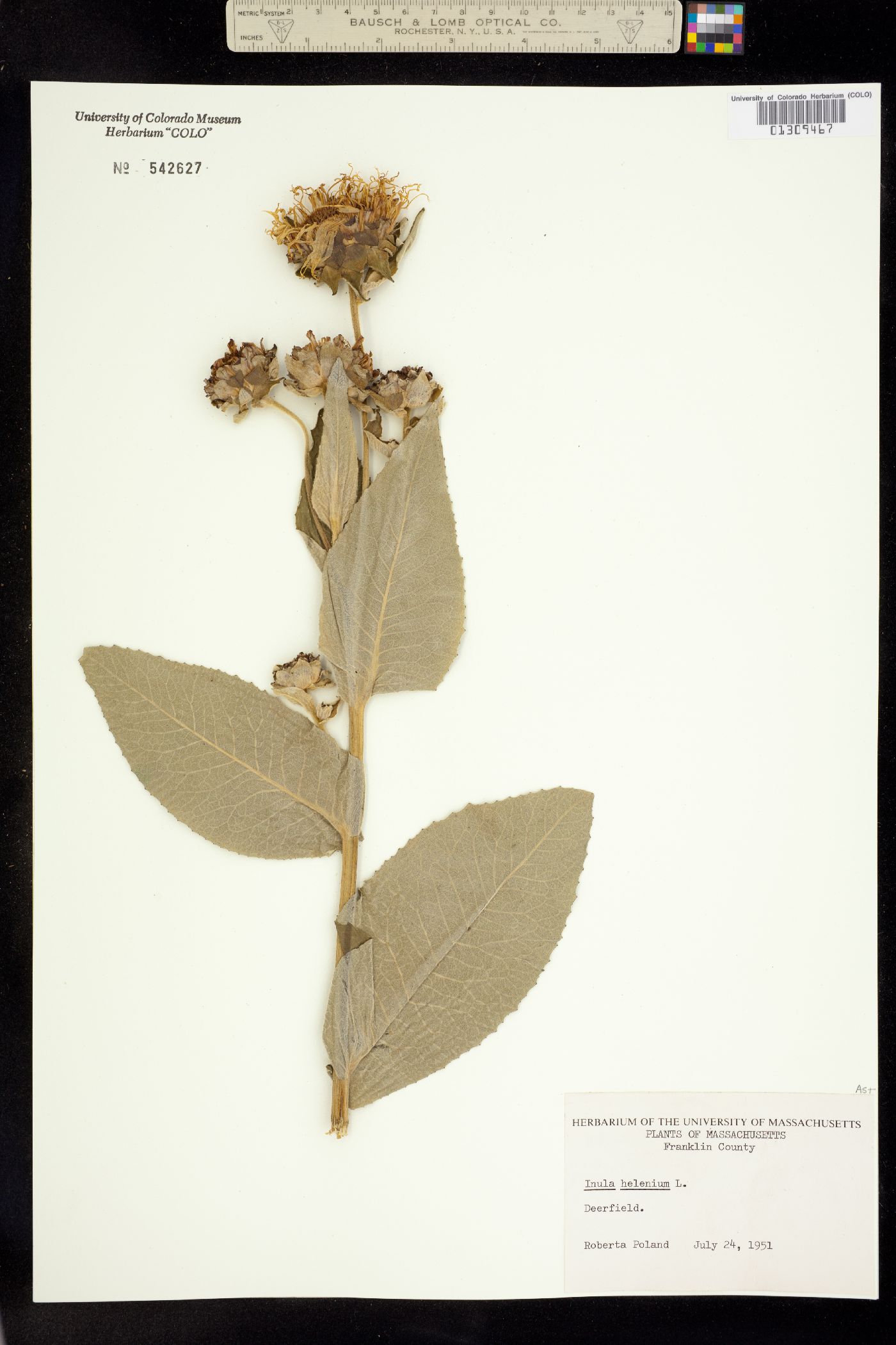 Inula helenium image