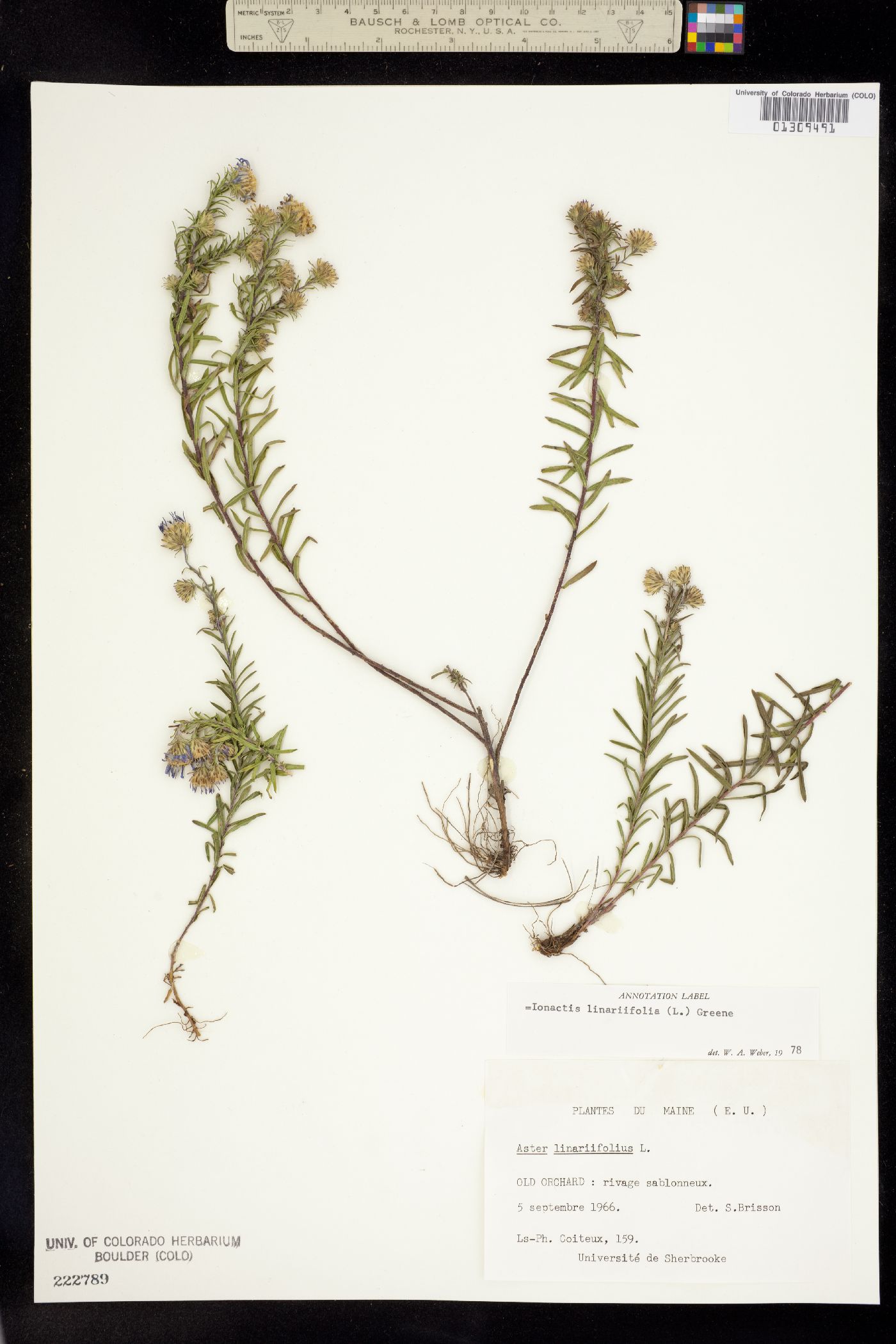 Ionactis linariifolia image