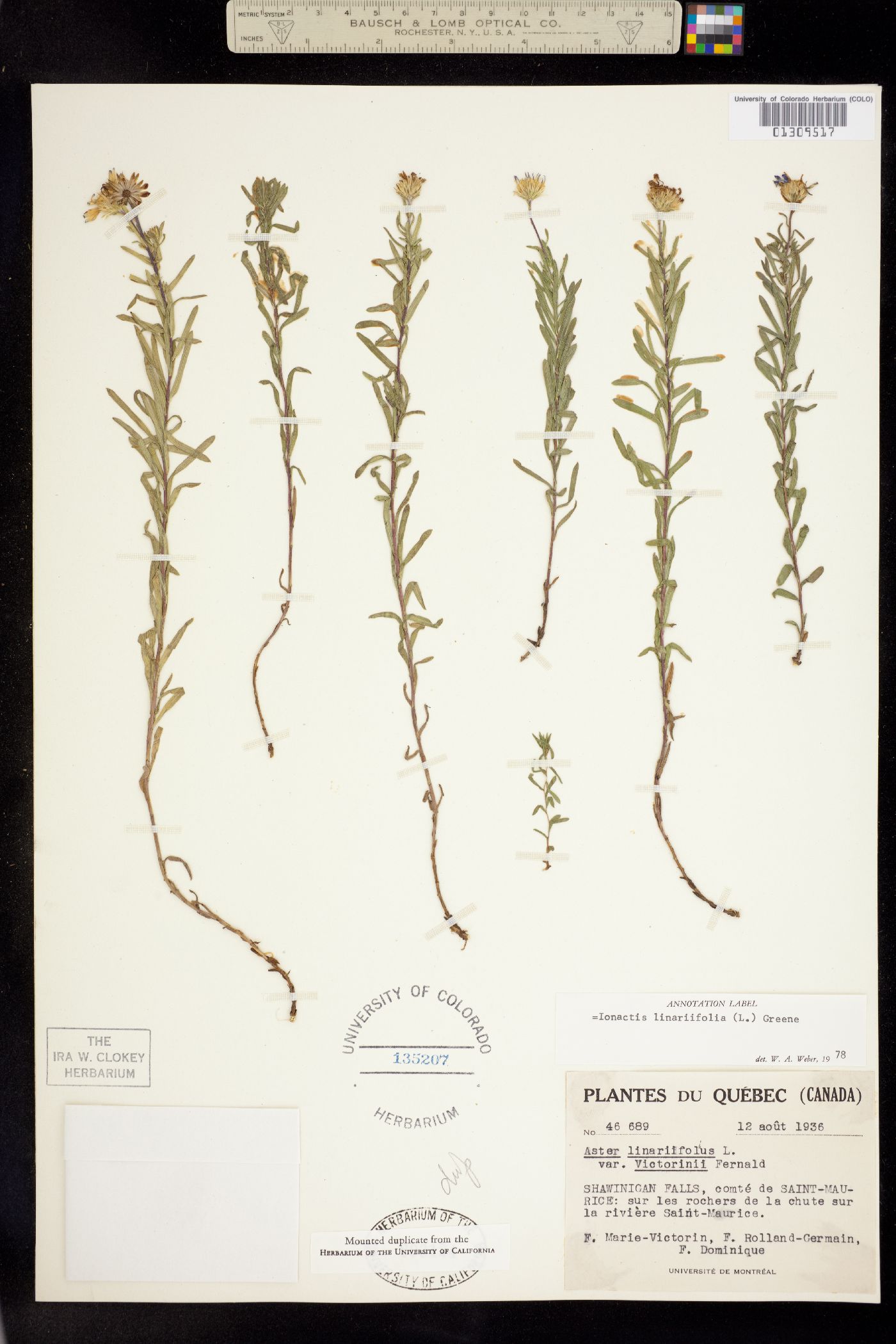 Ionactis linariifolia image