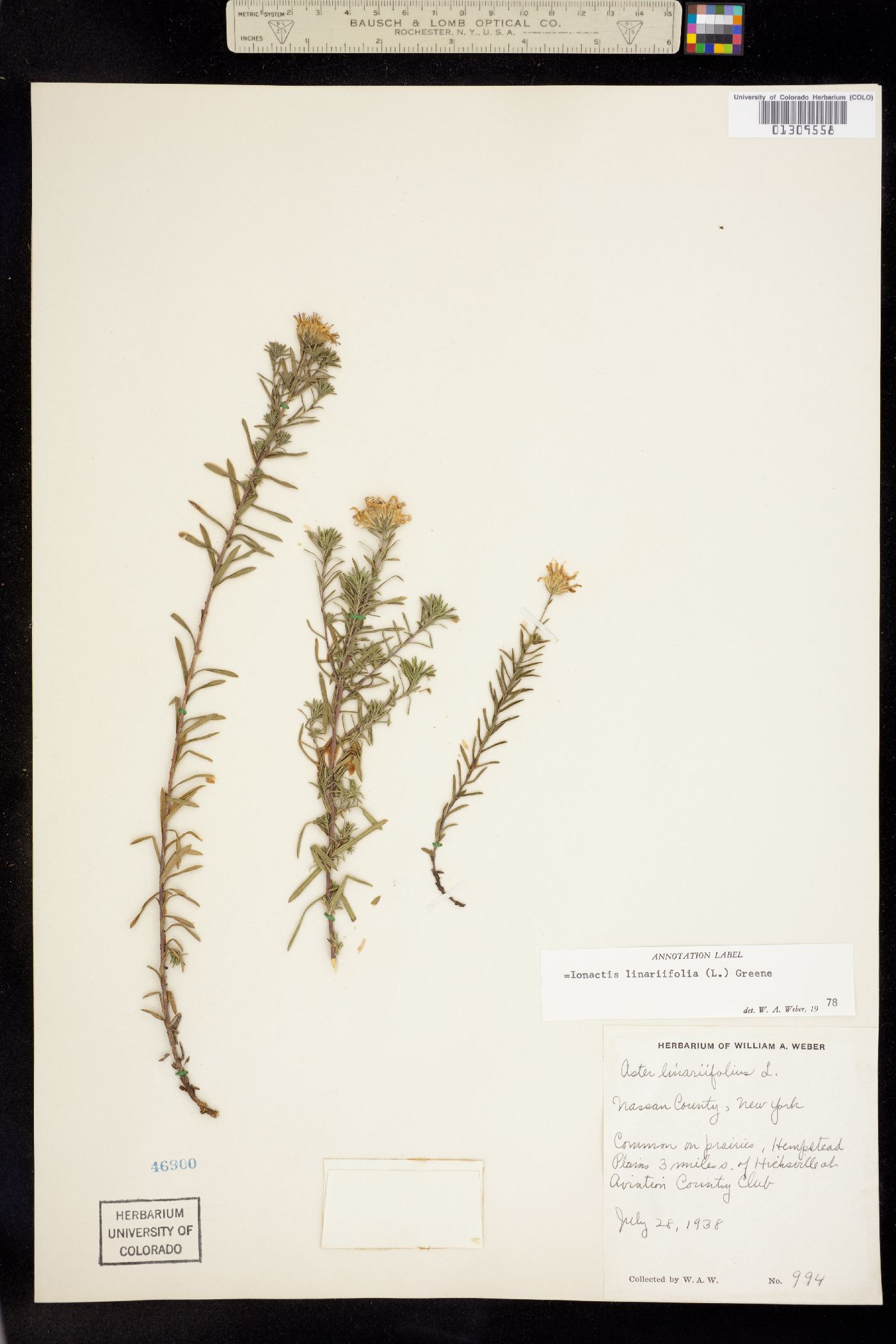 Ionactis linariifolia image