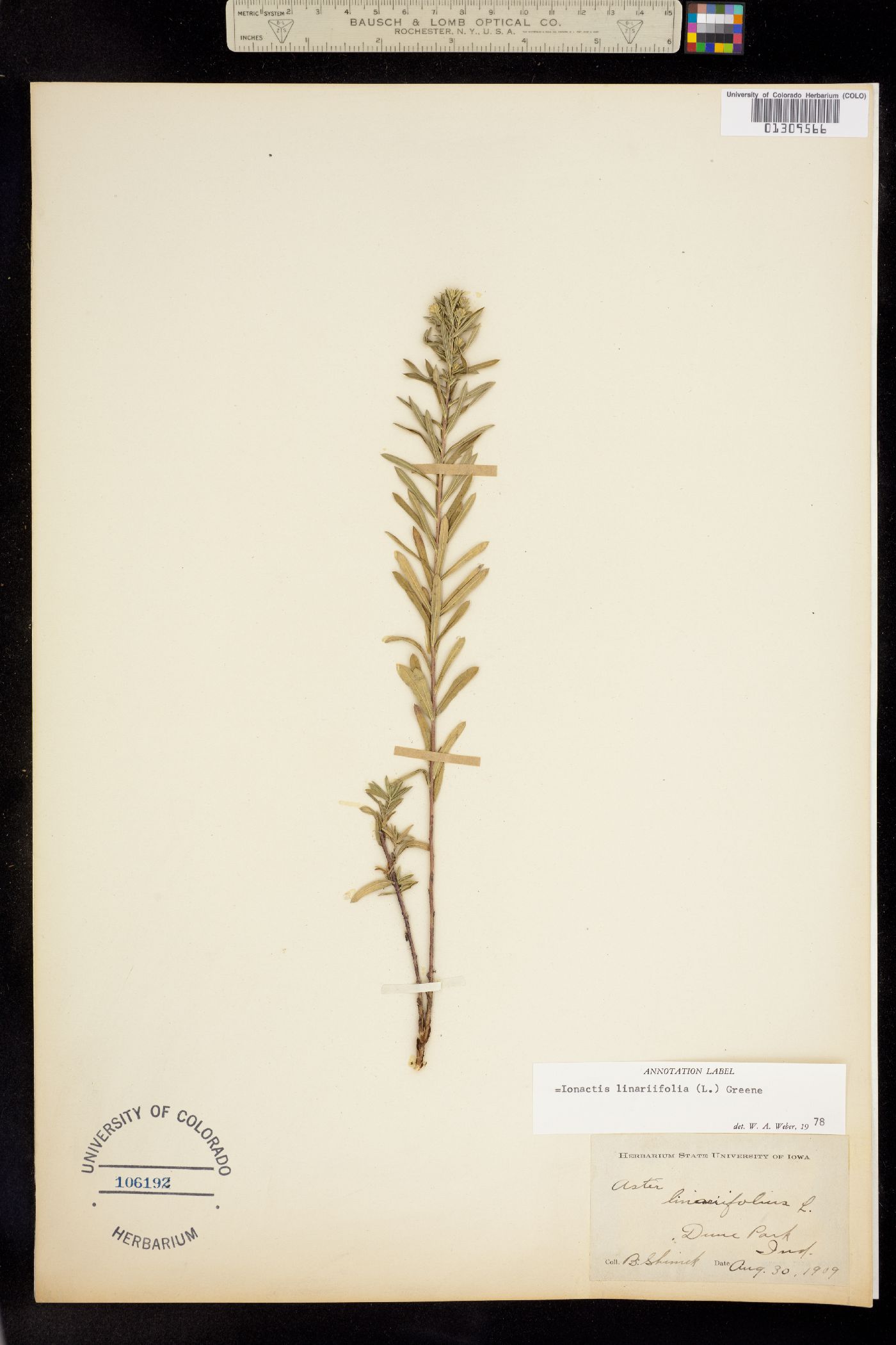 Ionactis linariifolia image