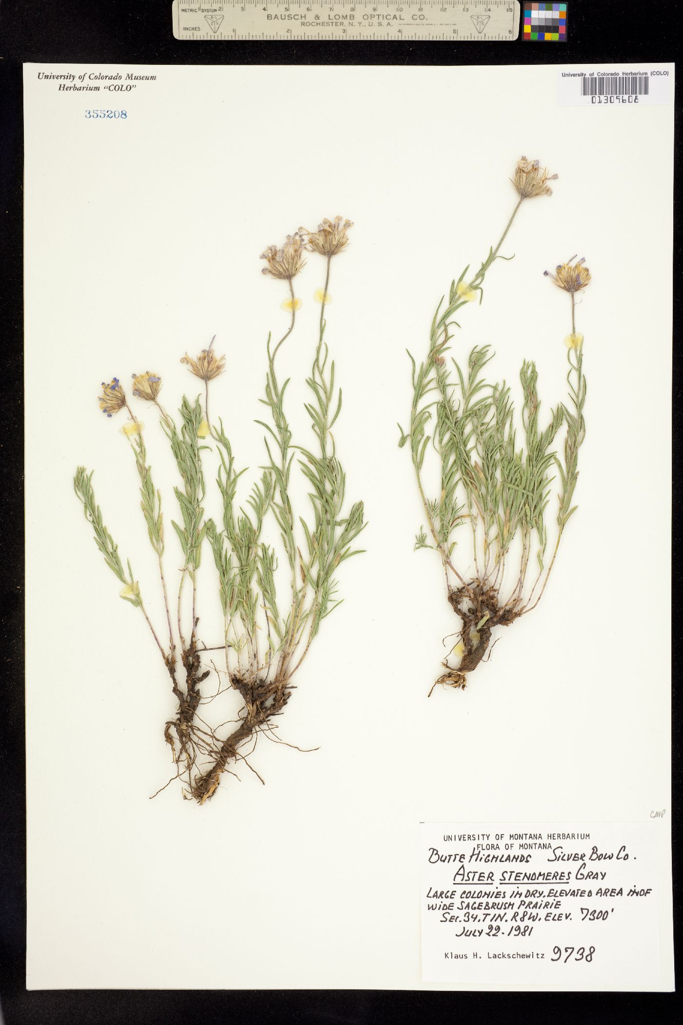 Ionactis stenomeres image